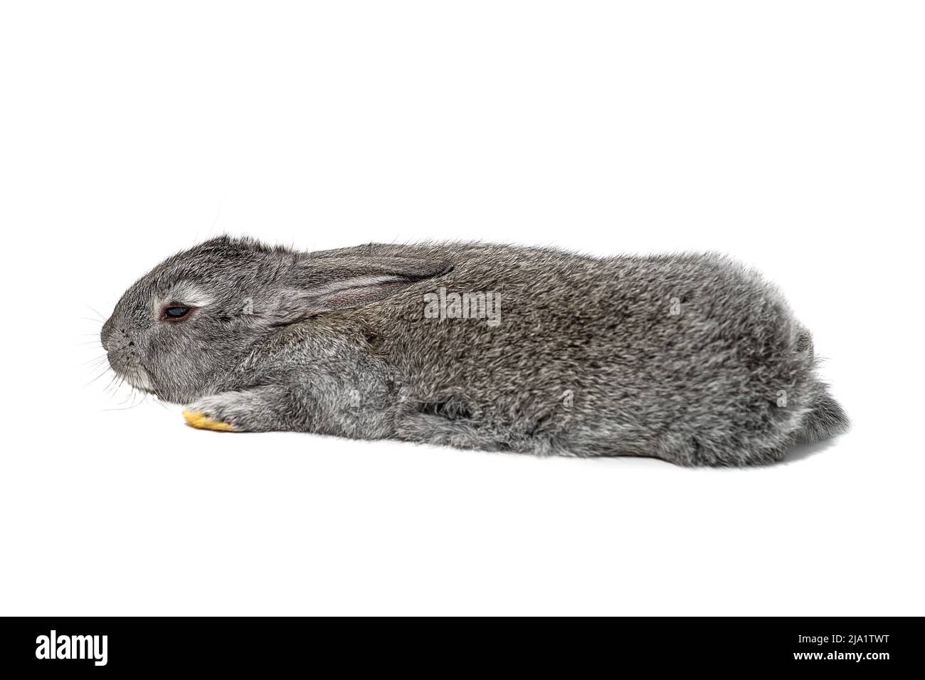 Un petit lapin gris repose avec ses pattes étirées, rapprochées, isolées sur un fond blanc Banque D'Images