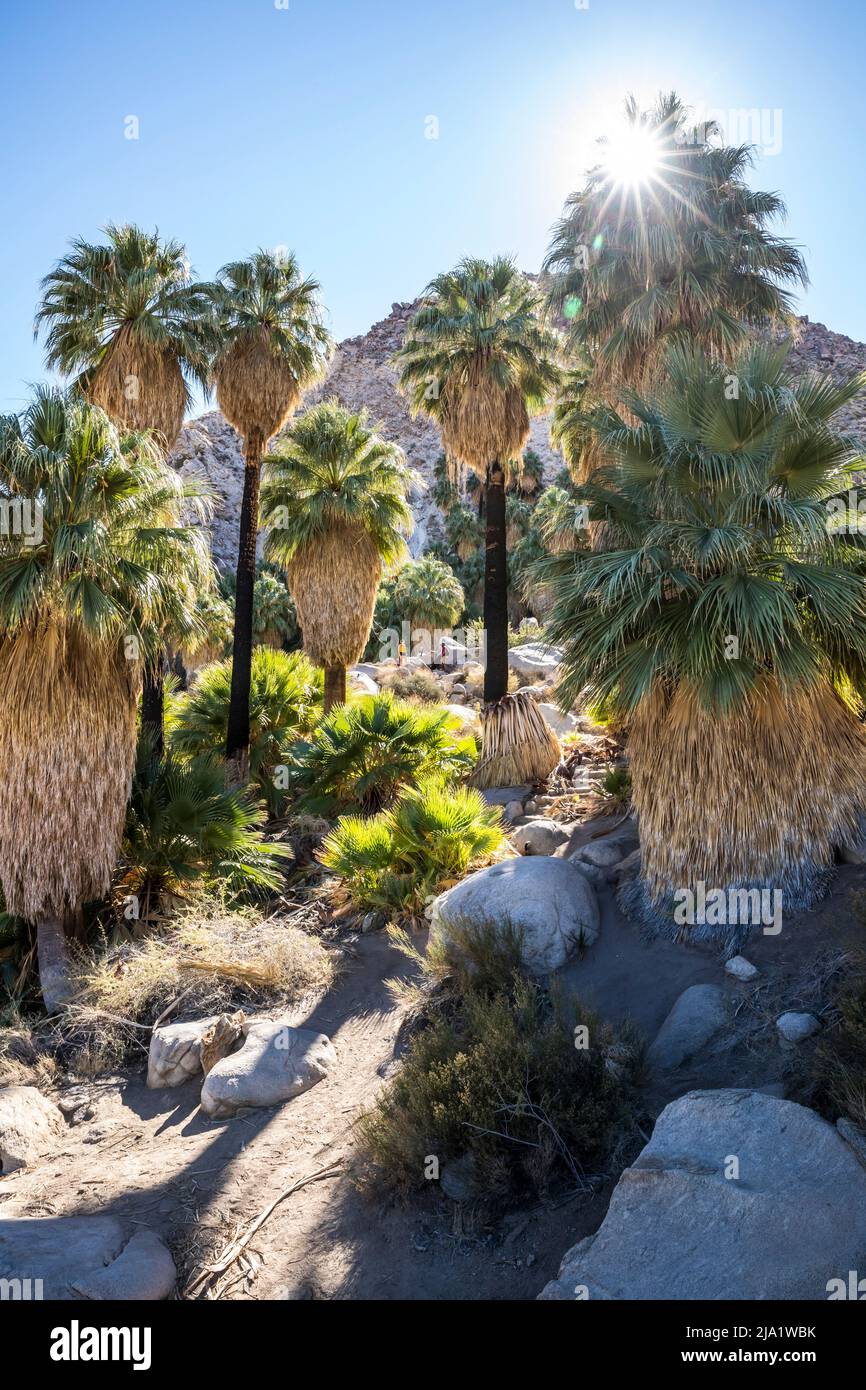 À l'oasis du désert de Fortynine Palms dans le parc national de Joshua Tree. Banque D'Images