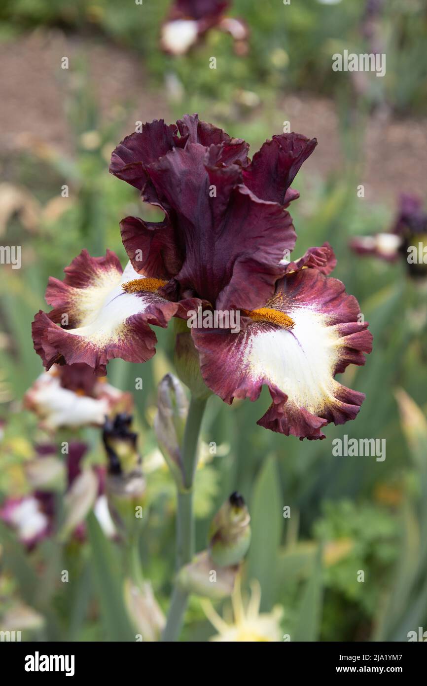 Iris 'bague de classe'. Banque D'Images