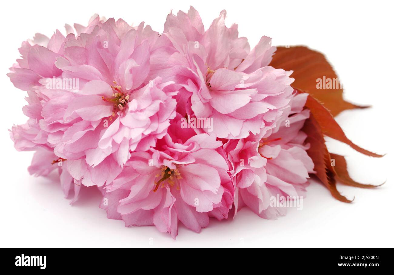 Prunus Kanzan de double fleur de cerise sur fond blanc Banque D'Images