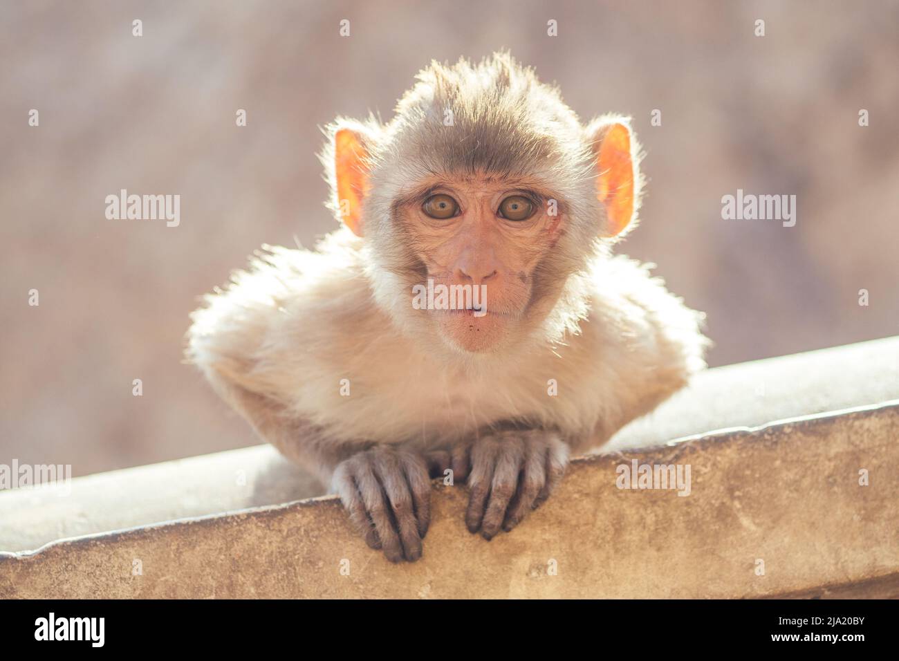 grand et beau singe gris à jaipur Banque D'Images