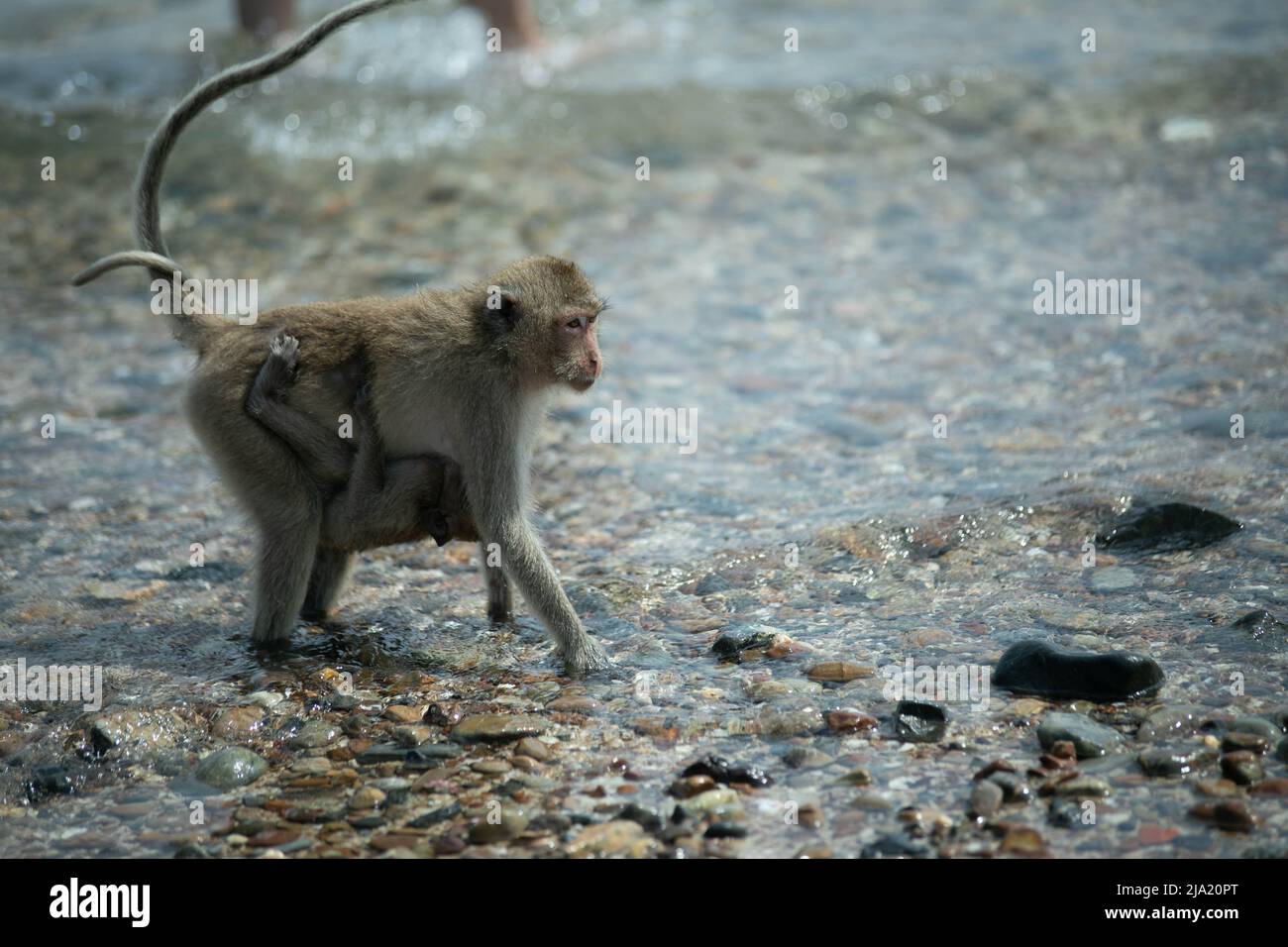 Singe. Manger du crabe sièges macaque sur la rive de l'île de singe Banque D'Images