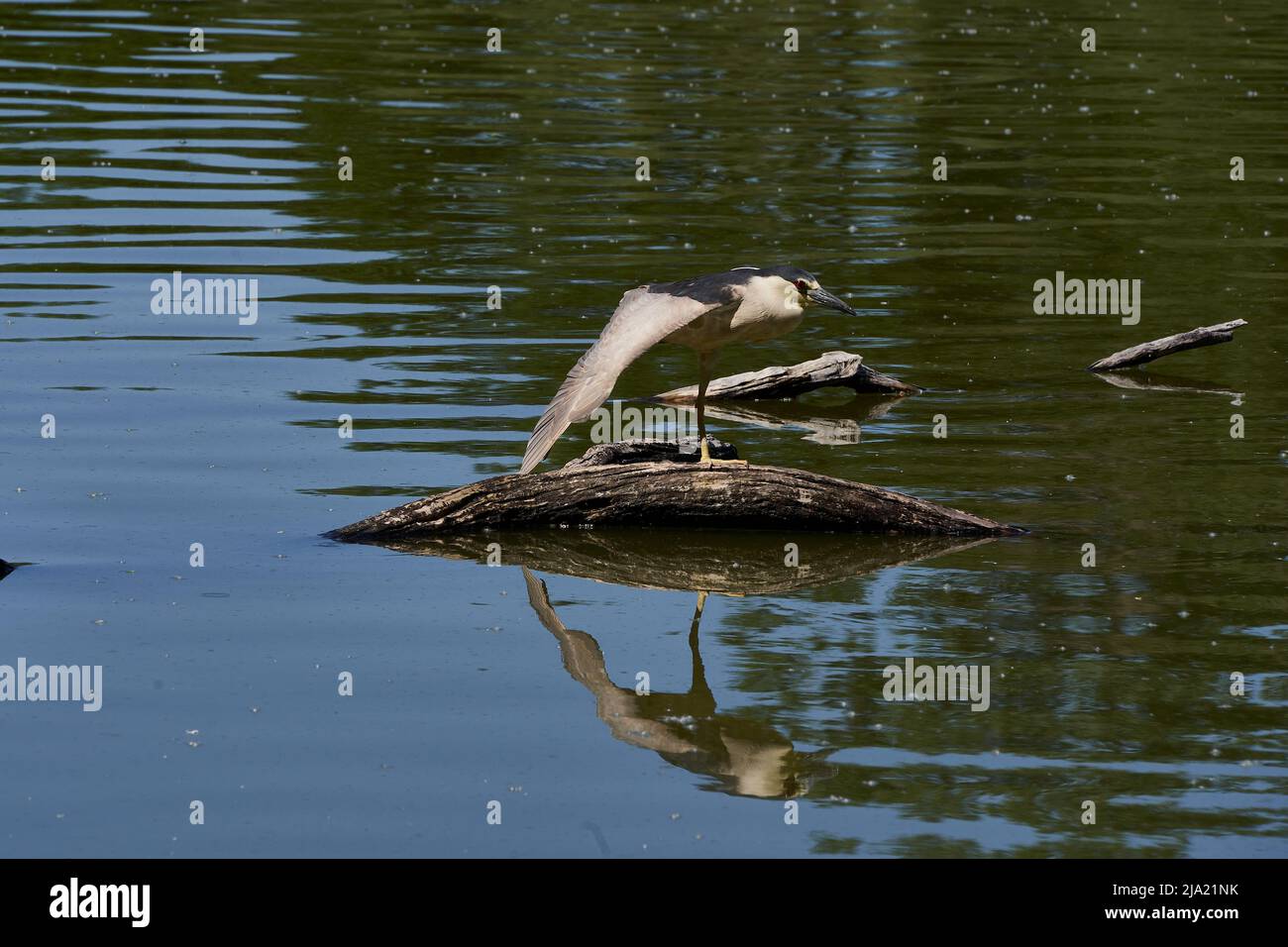 Héron de nuit à couronne noire (Nycticorax nycticorax) dans un étang Banque D'Images