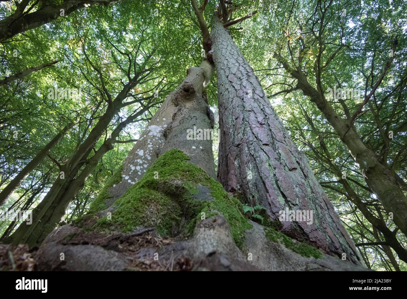 Darss Primeval Forest, trois arbres qui grandissent exceptionnellement près les uns des autres, Vorpommersche Boddenlandschaft National Park, Allemagne Banque D'Images
