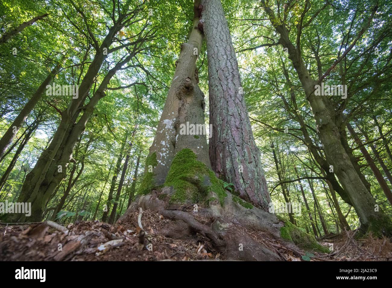Darss Primeval Forest, trois arbres qui grandissent exceptionnellement près les uns des autres, Vorpommersche Boddenlandschaft National Park, Allemagne Banque D'Images