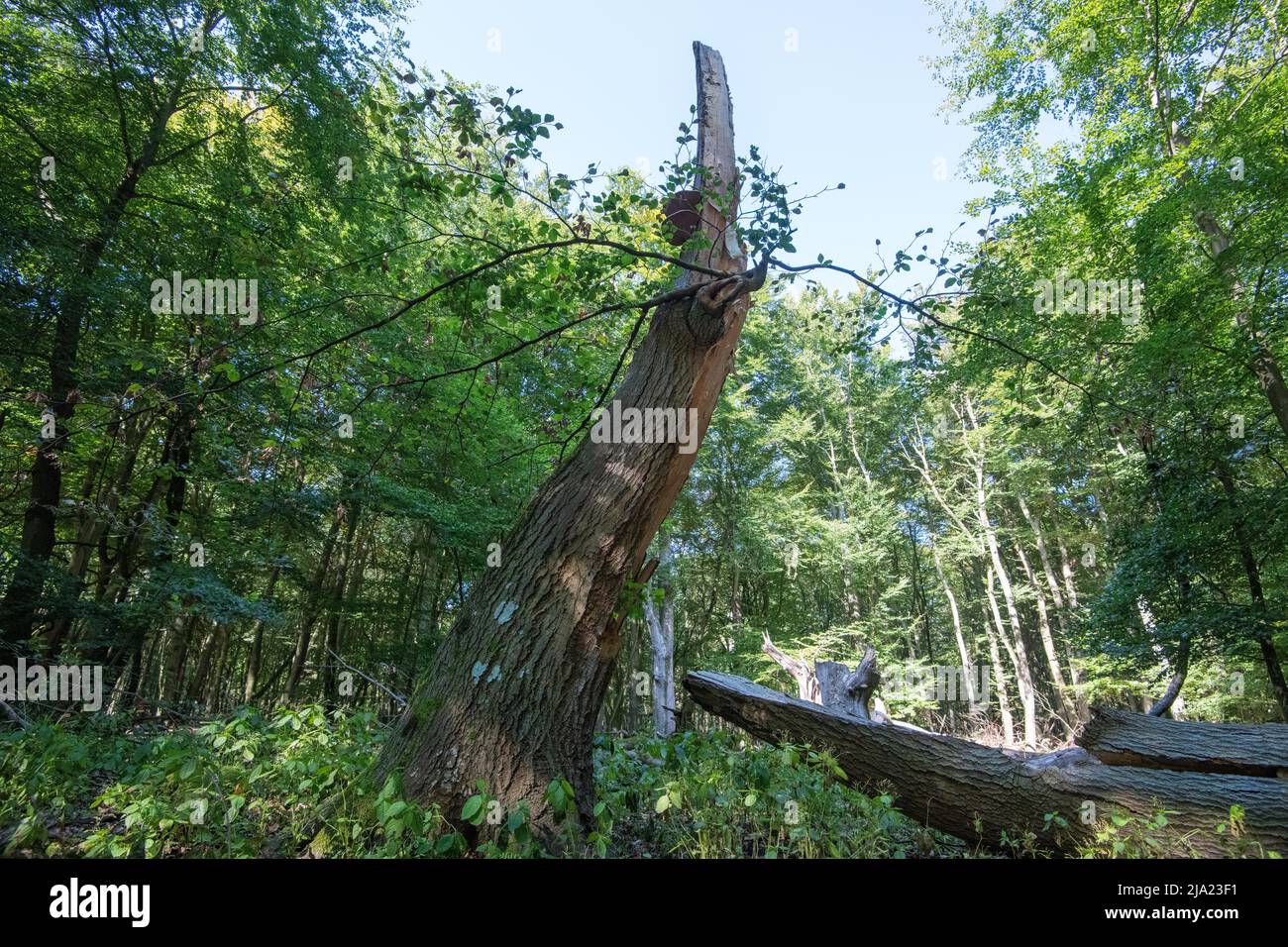 Deadwood dans la forêt primitive de Darss, le bois mort comme petit biotope important pour accroître la biodiversité, Vorpommersche Boddenlandschaft National Banque D'Images