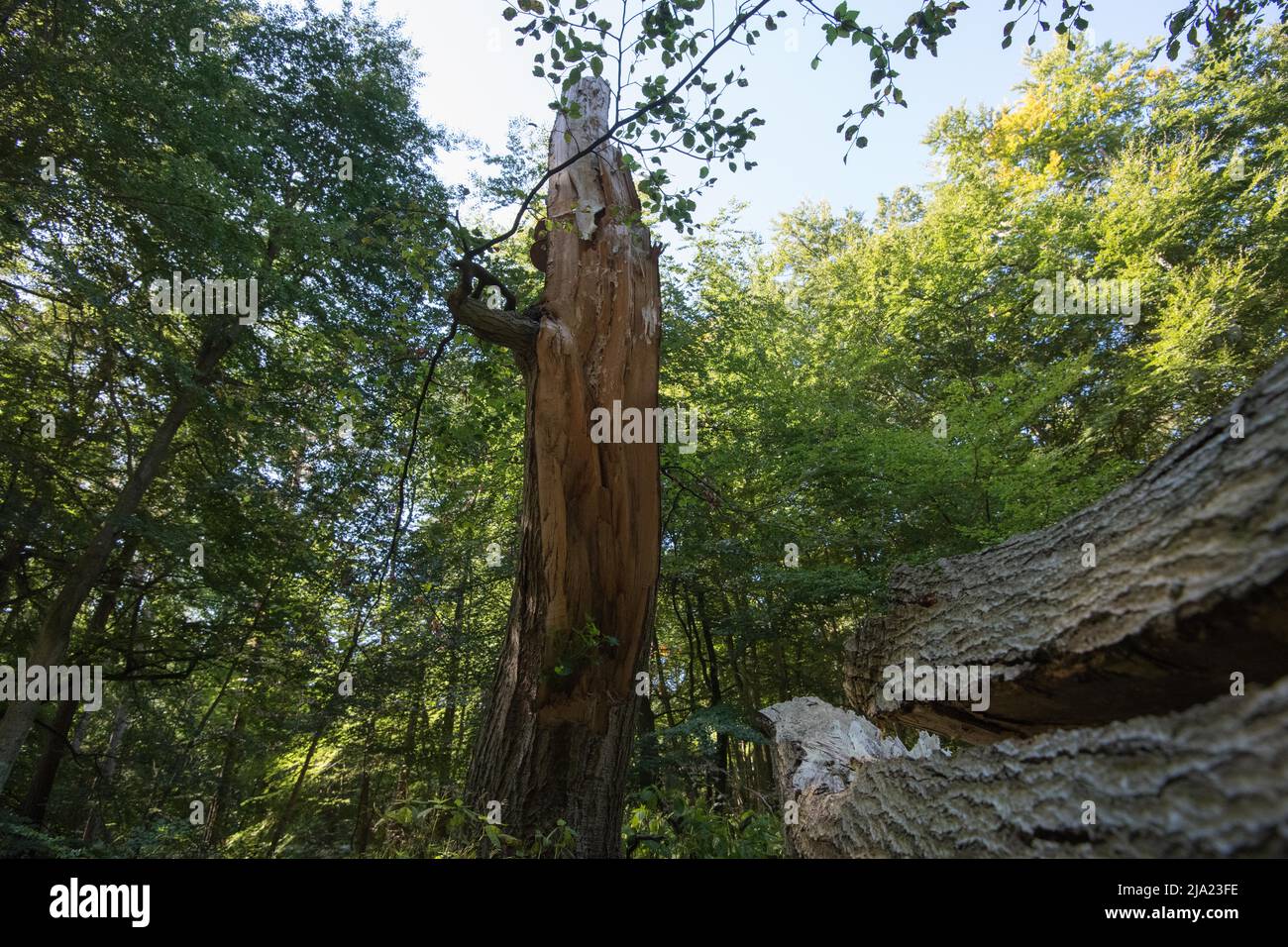 Deadwood dans la forêt primitive de Darss, le bois mort comme petit biotope important pour accroître la biodiversité, Vorpommersche Boddenlandschaft National Banque D'Images