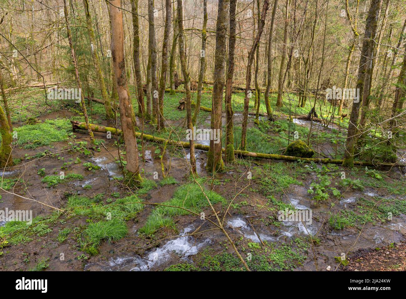 Eau de source dans une zone forestière, Egloffstein, haute-Franconie, Bavière, Allemagne Banque D'Images
