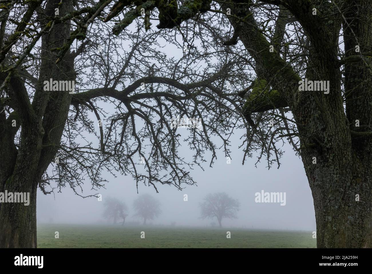 Paysage avec arbres dans le brouillard, petit Luxembourg Suisse, Luxembourg Banque D'Images