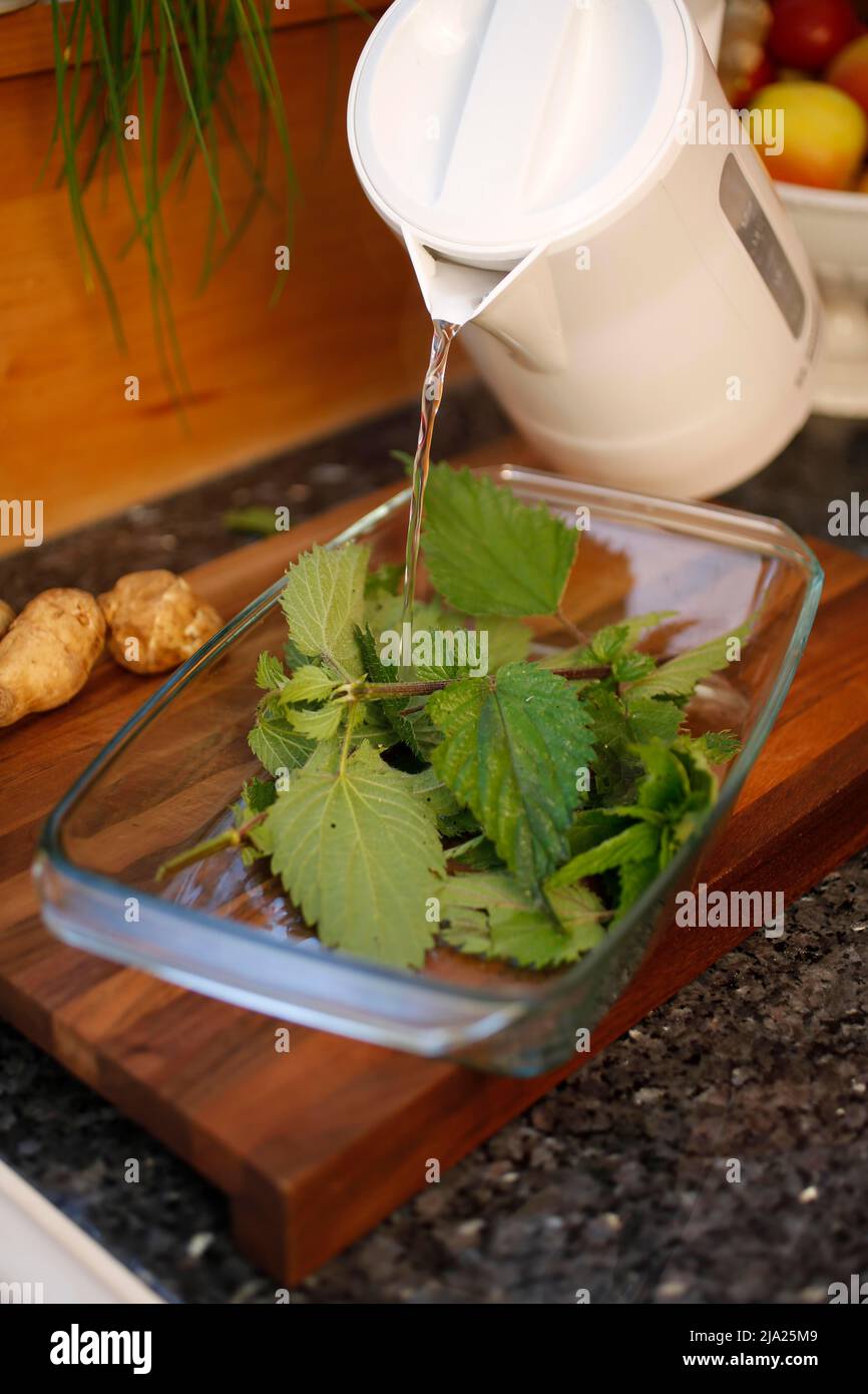 Cuisine du sud de l'Allemagne, bouilloires (Urtica), verser de l'eau chaude dessus, bouilloire, bol en verre, plat de cocotte, planche en bois, herbes, cuisine saine, riche Banque D'Images