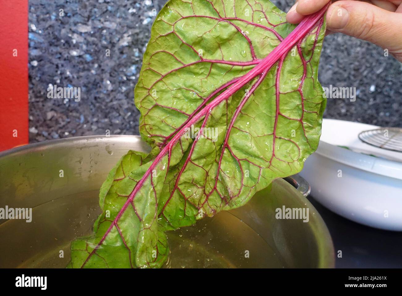 Cuisine souabe, préparation de grenouilles à feuilles de Bietigheim, blanchiment de feuilles de bard, ébouillantage, pot de cuisson, bette, cuisine traditionnelle, légumes, saine Banque D'Images