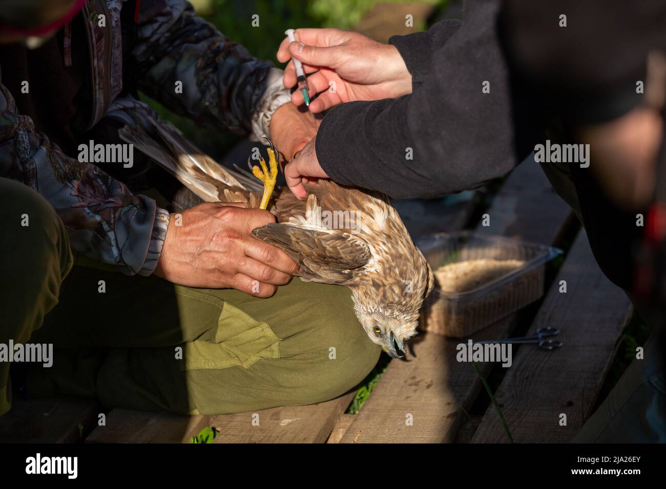 vétérinaire traitant un oiseau malade. harrier de marais de l'ouest Banque D'Images