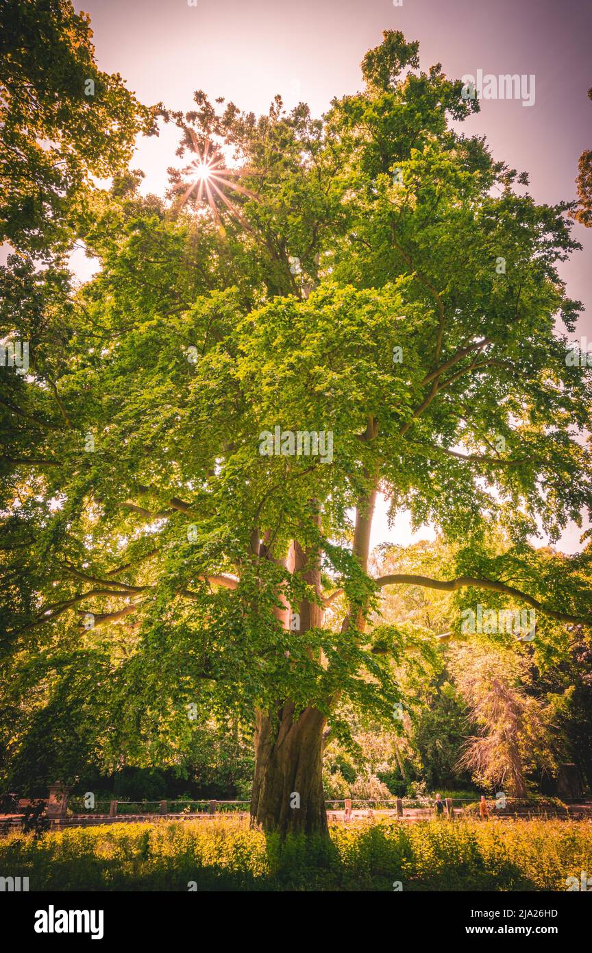 L'étoile du soleil brille à travers la canopée d'arbres à feuilles caduques le dimanche à midi dans le parc von-alten-Garten à Hanovre Linden, Hanovre, Basse-Saxe Banque D'Images