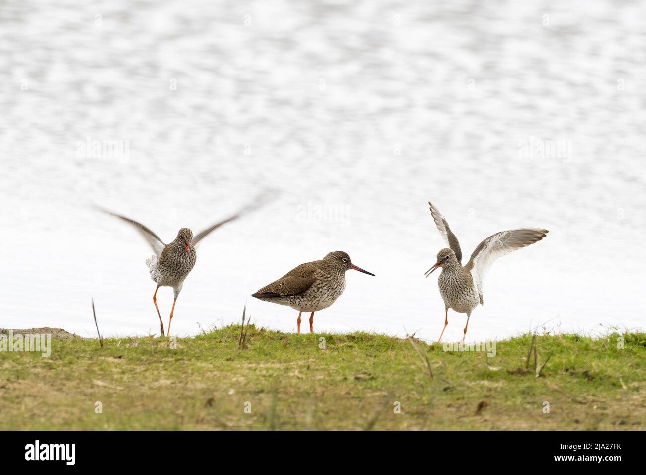 Redshank (Tringa totanus) pendant la cour, deux mâles, une femelle, Texel, North Holland, Pays-Bas Banque D'Images