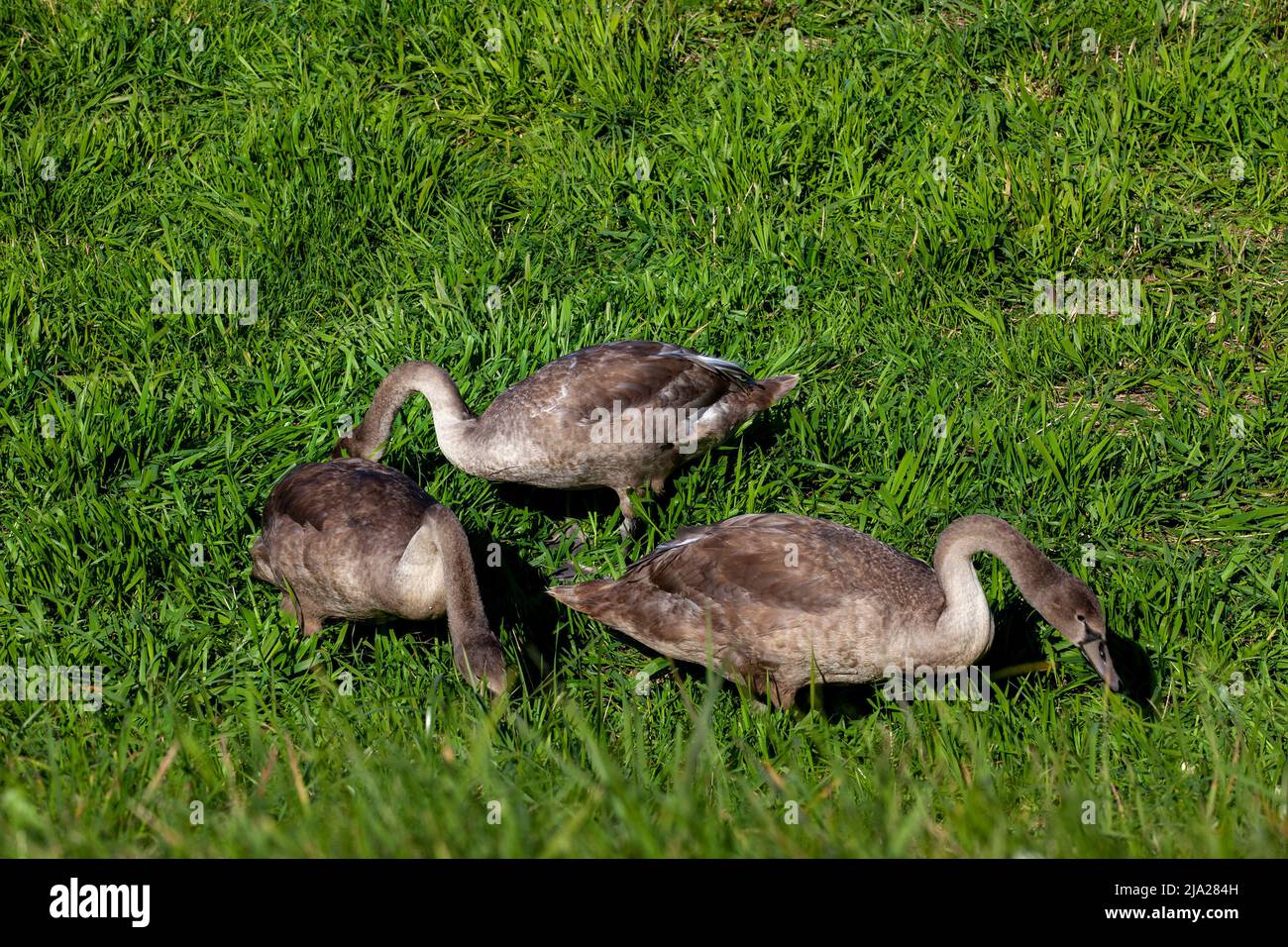 jeunes cygnes près de la rive de la rivière en été, beaux cygnes adultes avec plumage gris Banque D'Images