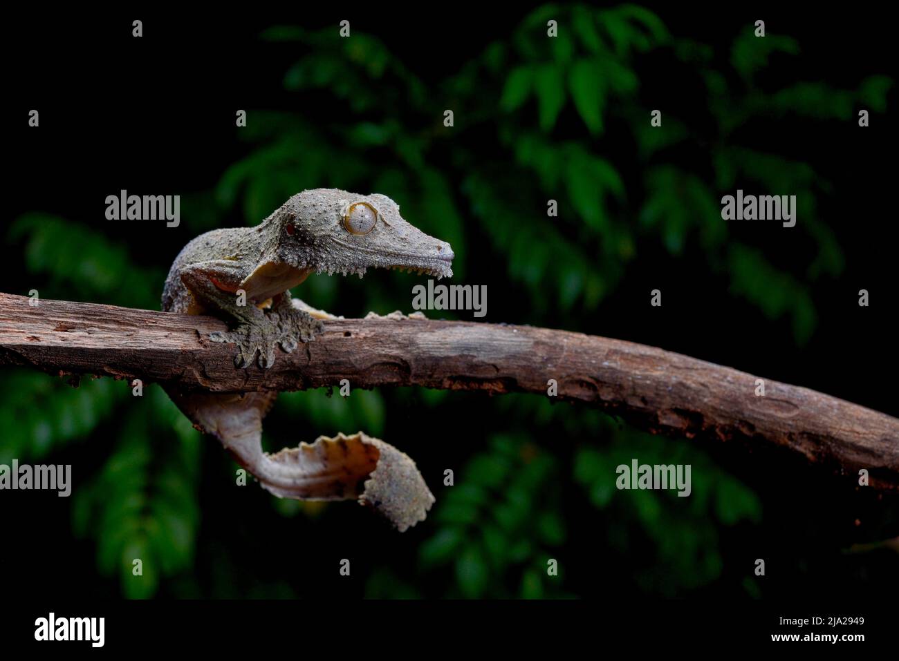 Un gecko à queue foliaire de henkel (Uroplatus henkeli) du genre dans les forêts sèches de la réserve de Loki Manambato, Madagascar Banque D'Images