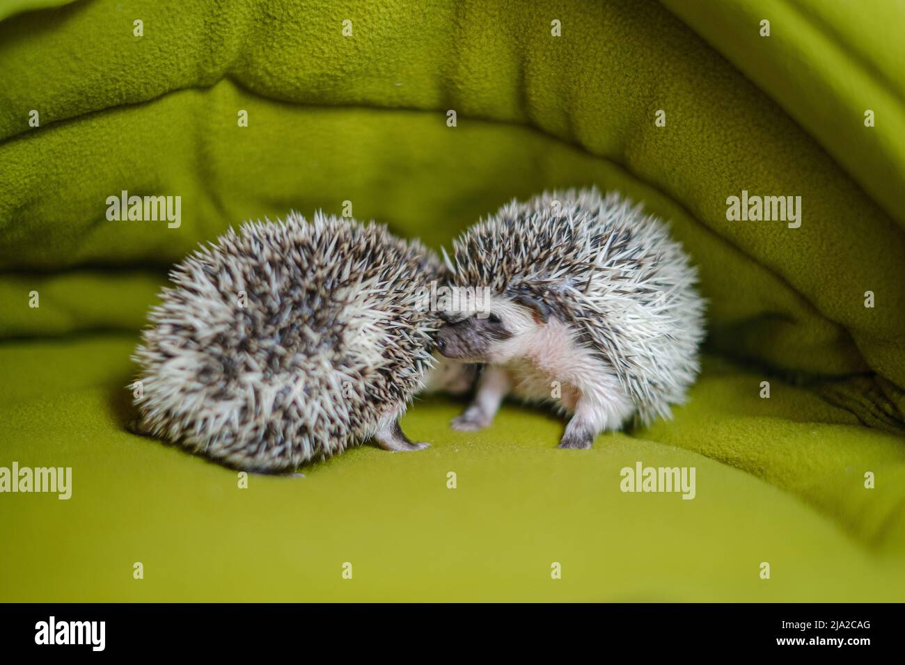 Bébé hérisson dans une maison verte.animal de compagnie pickly.Maison ...