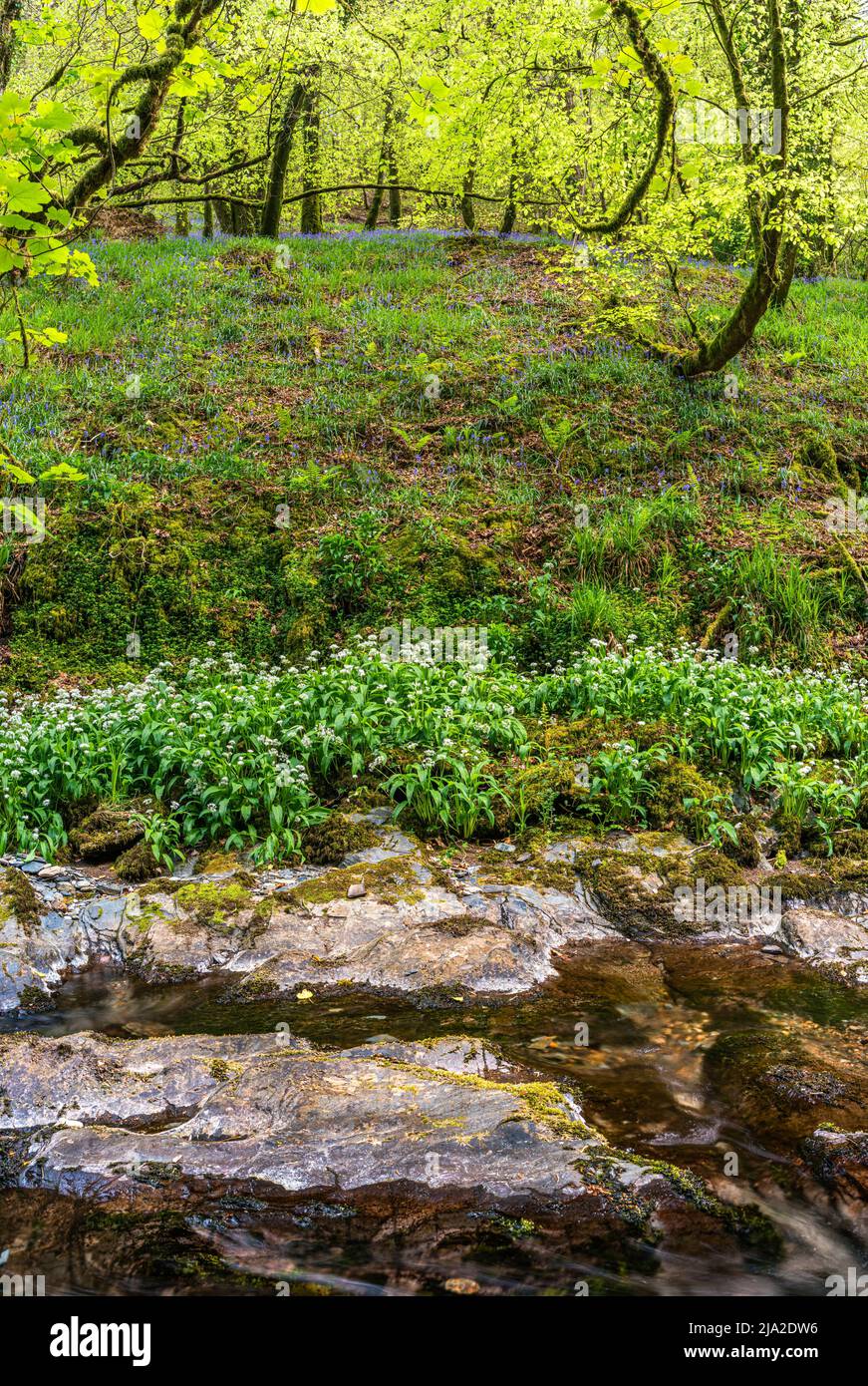 Ail sauvage, Allium ursinum et Bluebell commun, jacinthoides non-scripta sur le ruisseau Banque D'Images