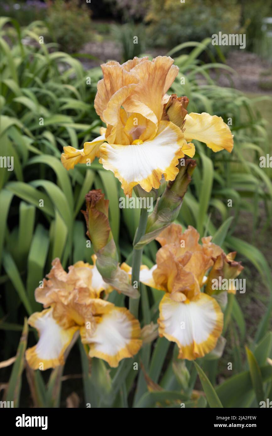 Iris 'Ginger Swirlt'. Banque D'Images