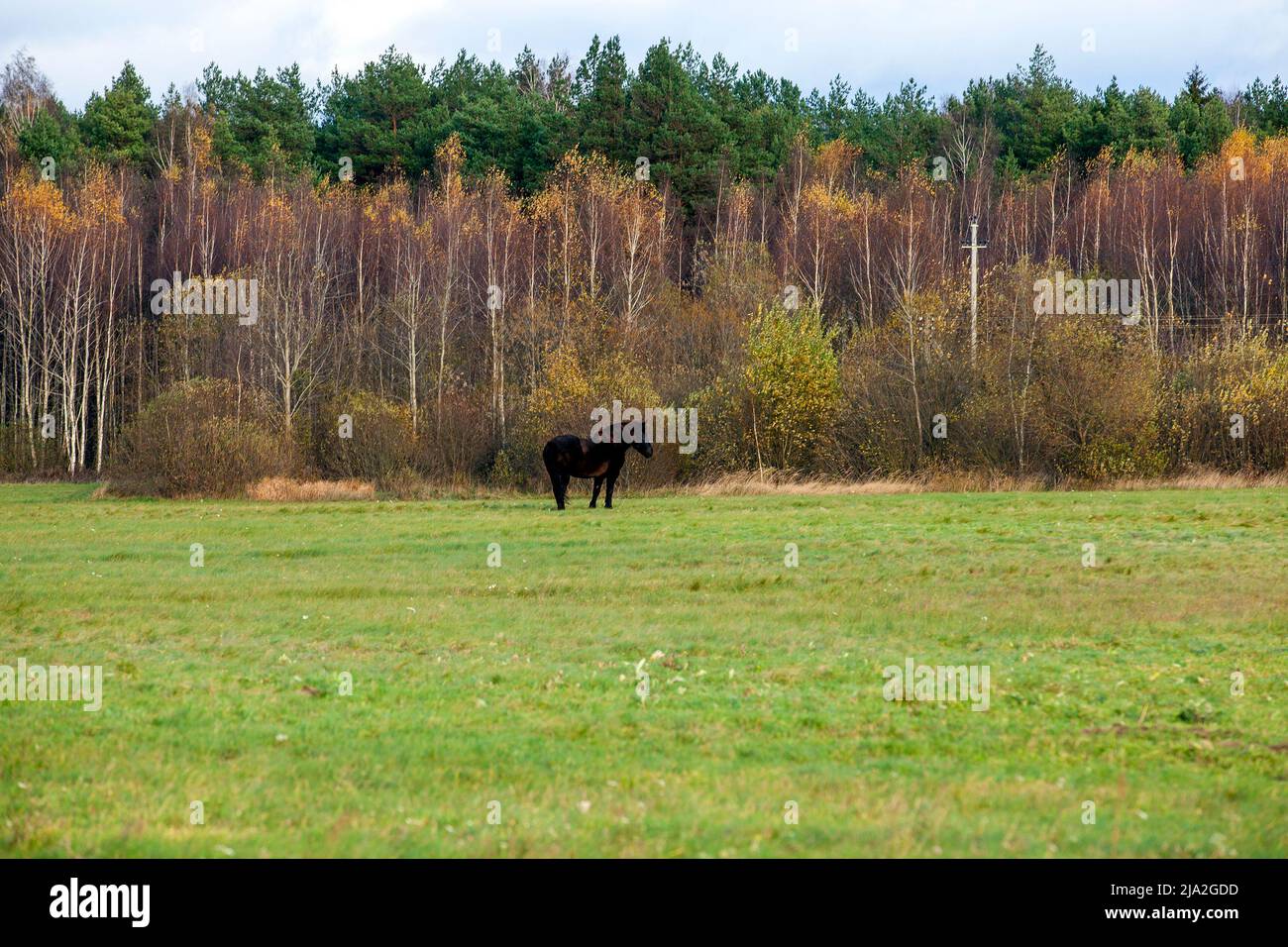 un cheval adulte noir pendant le pâturage en automne, un cheval noir pendant le pâturage en automne Banque D'Images