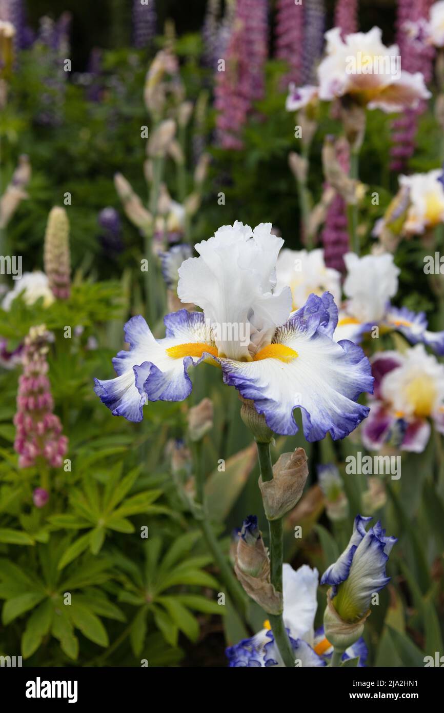 Iris 'idée brillante'. Banque D'Images