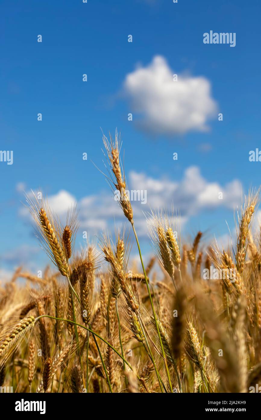 champ de céréales doré avec blé, céréales de blé vert jaune avant récolte Banque D'Images