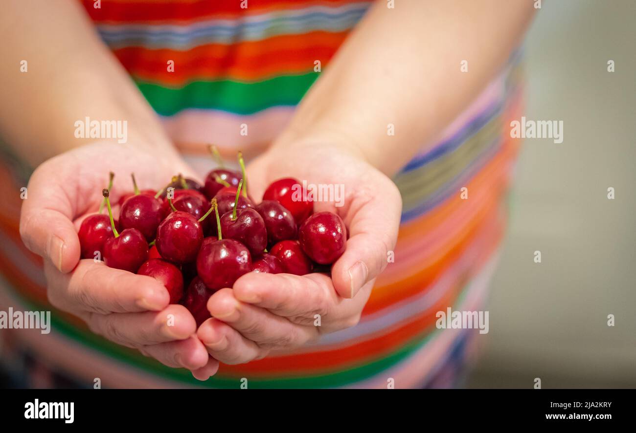 Cerise entre les mains. Fruits biologiques. Les agriculteurs mains avec des fruits fraîchement récoltés. Cerises fraîches et biologiques. Photo floue, mise au point sélective Banque D'Images