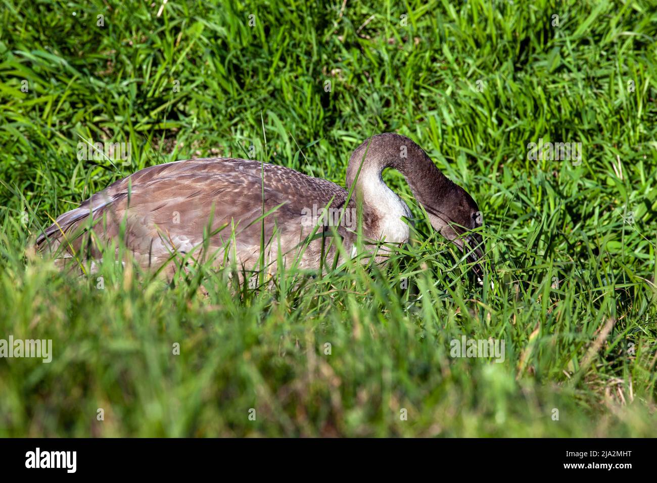 jeunes cygnes près de la rive de la rivière en été, beaux cygnes adultes avec plumage gris Banque D'Images