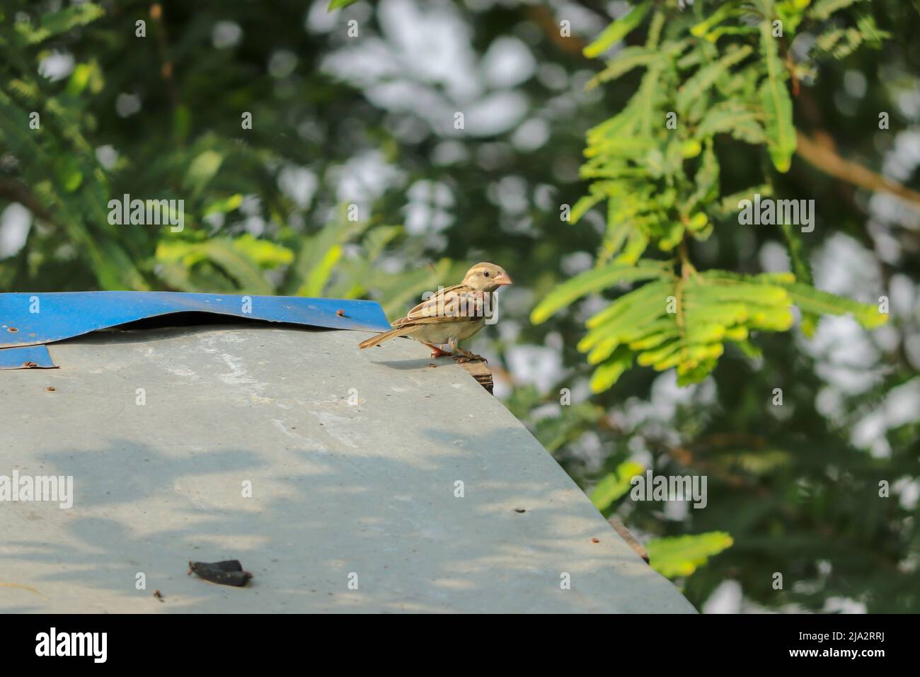 Sparrow avec son aspect latéral assis sur l'étain. Banque D'Images
