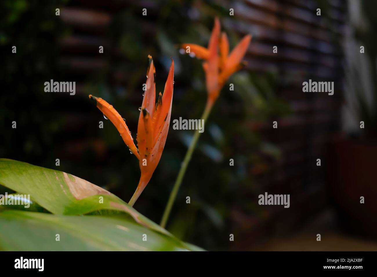 Heliconia Lobster Claws Banque D'Images