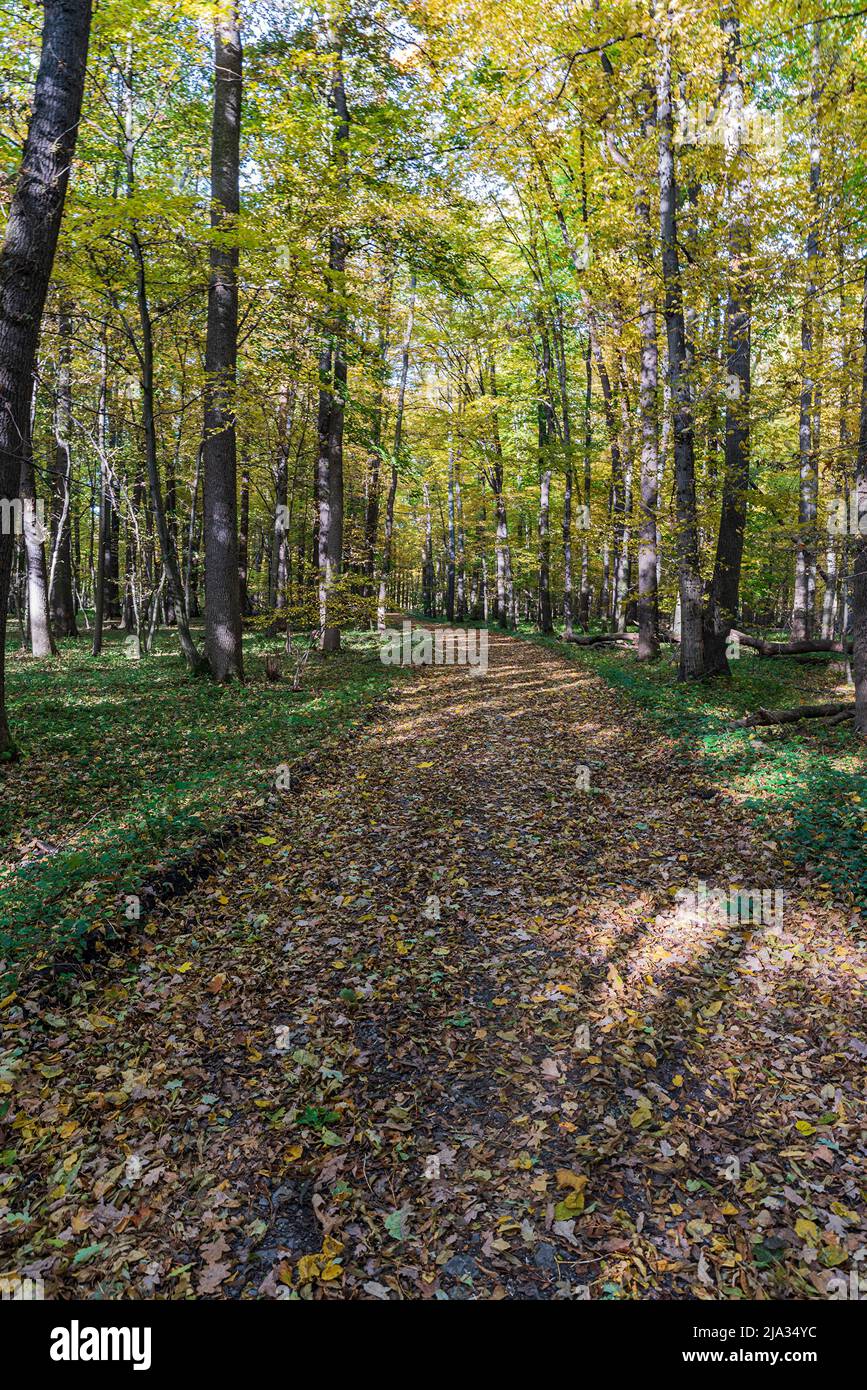 Forêt d'automne avec sentier recouvert de feuilles mortes à CHKO Poodri en République tchèque Banque D'Images