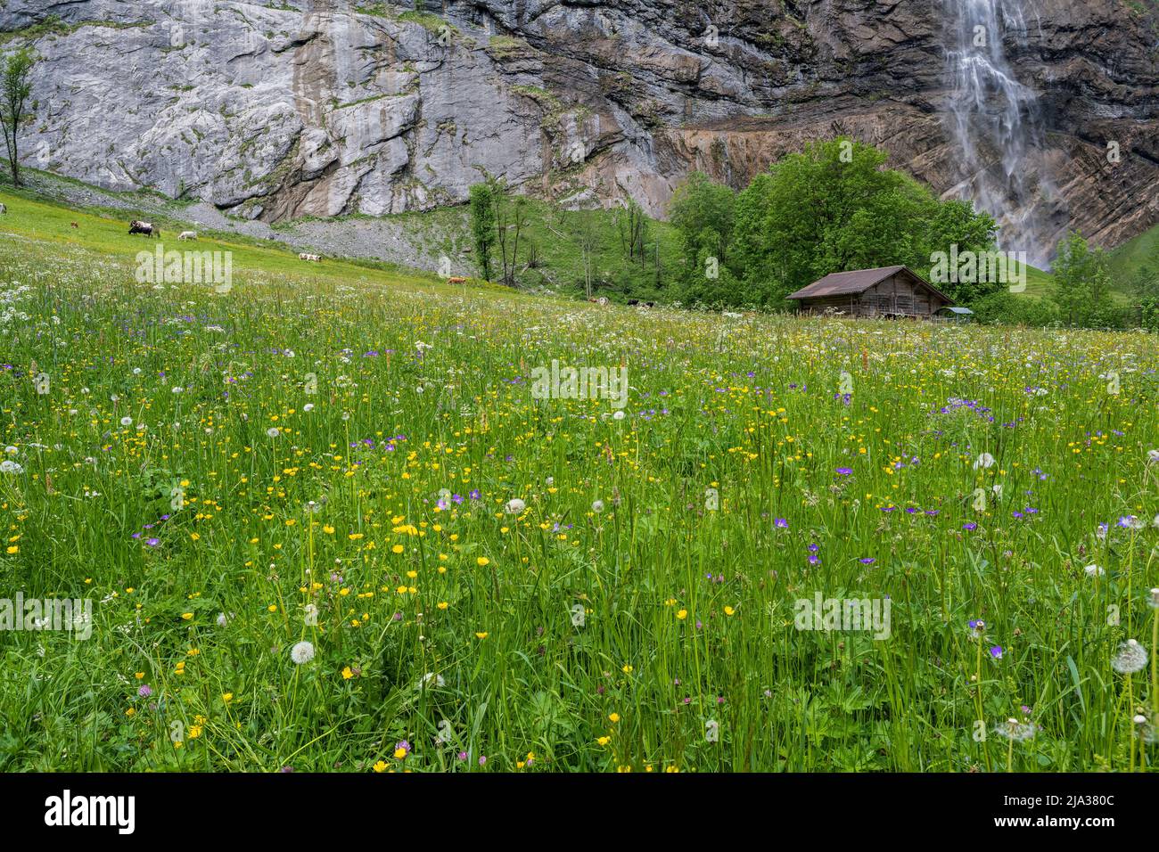 Cascade de Staubbach, Lauterbrunnen, canton de Berne, Suisse Banque D'Images