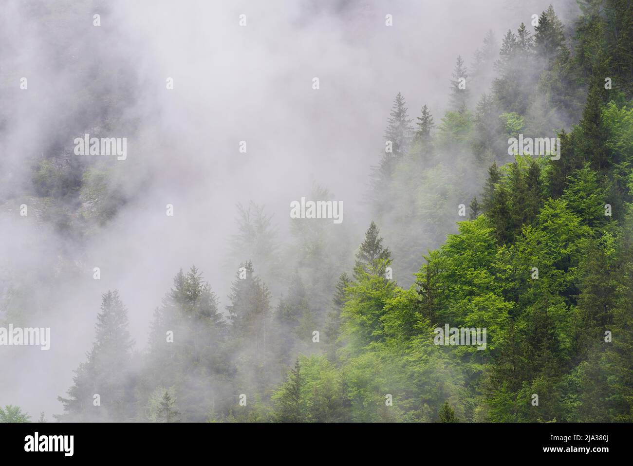 Forêt dans les nuages après la pluie, Lauterbrunnen, canton de Berne, Suisse Banque D'Images