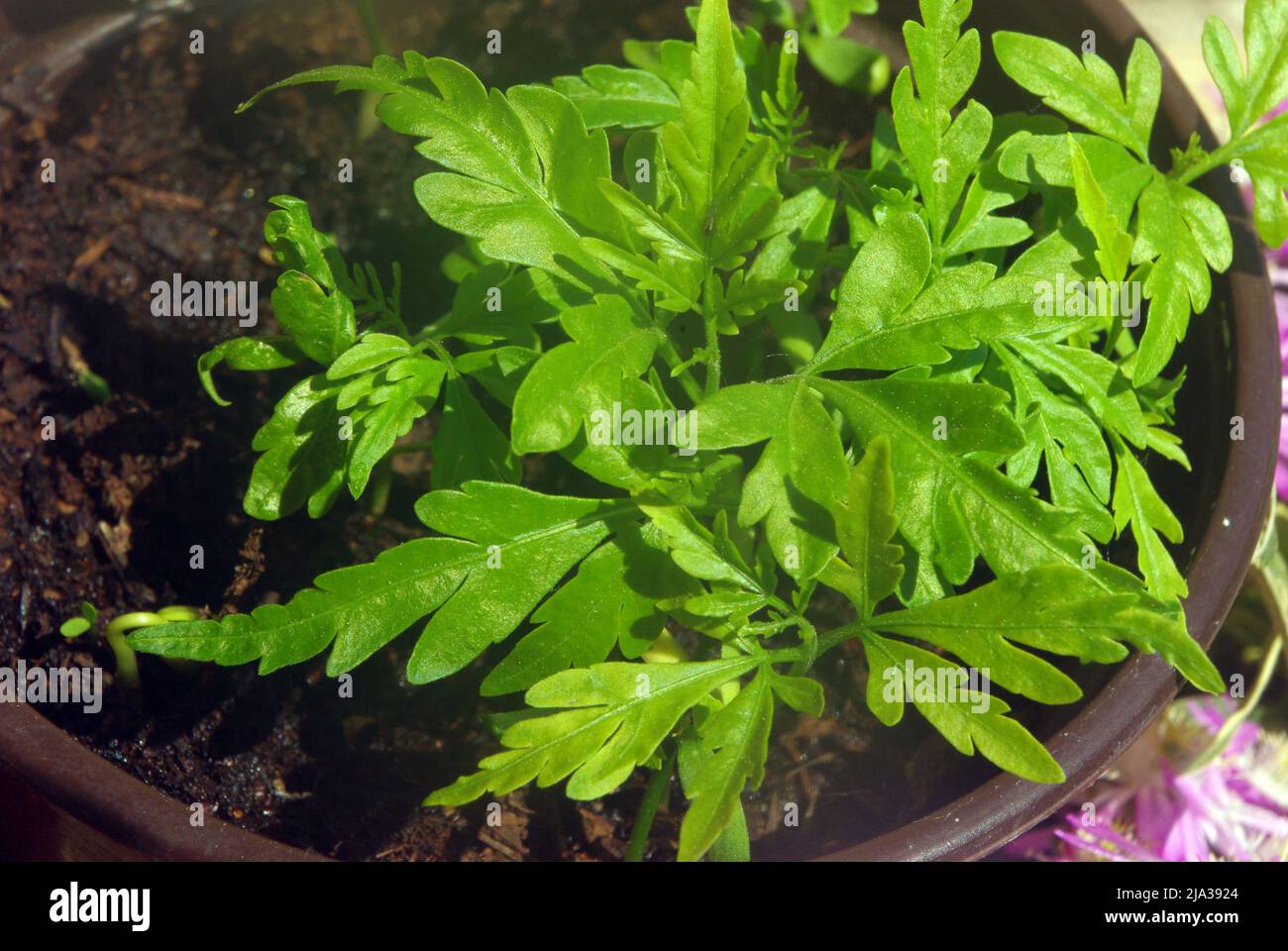 Plantes juvéniles de Ginkgo biloba, communément appelé ginkgo ou gingko également connu sous le nom d'arbre de maidenhair Banque D'Images