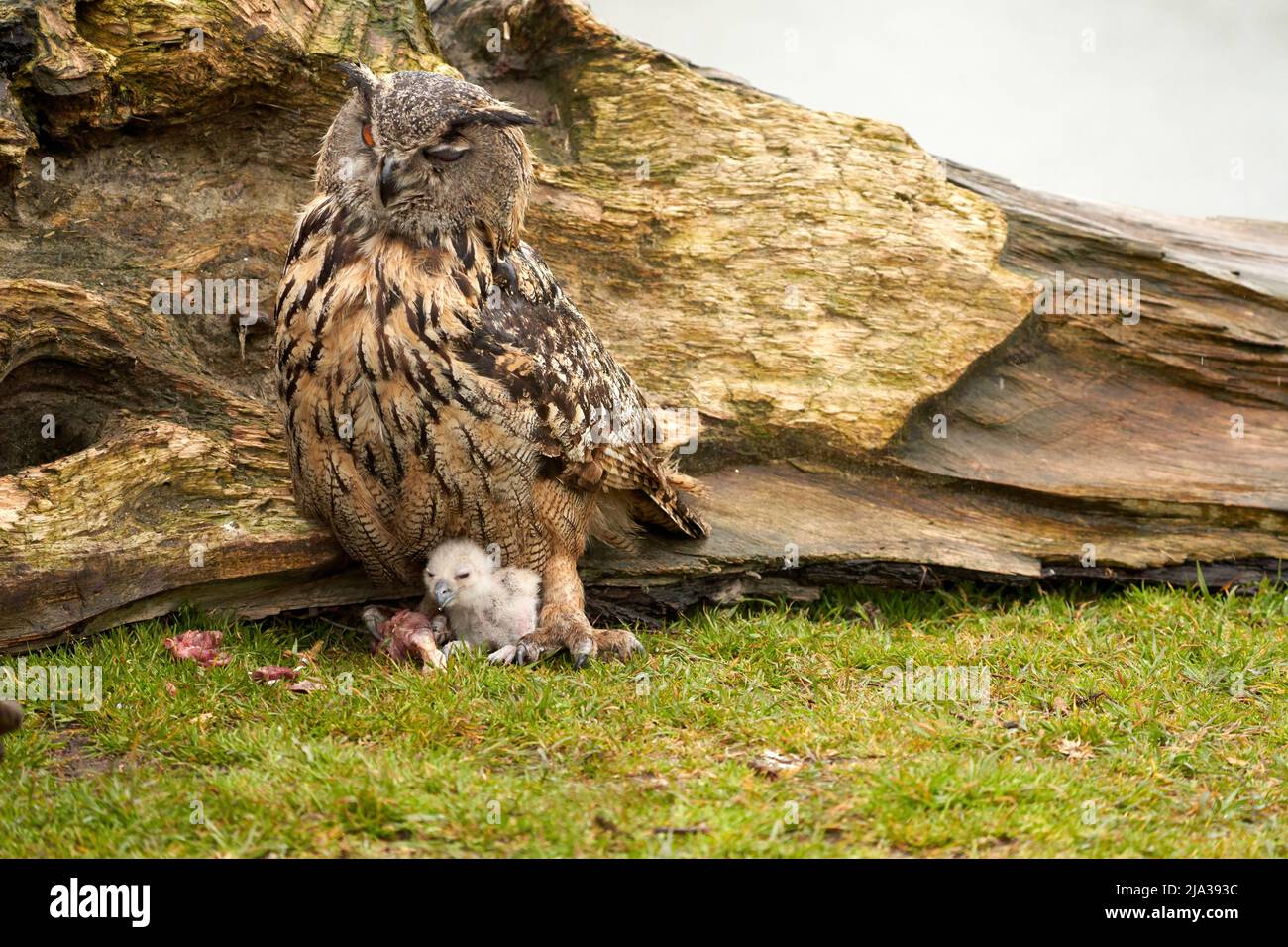 Hiboux d'aigle eurasien sauvage à l'extérieur de leur nid. Mère et poussin blanc, ils mangent un morceau de viande. Banque D'Images