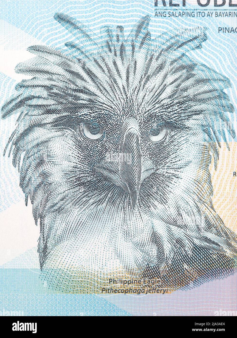 Philippine Eagle un portrait de l'argent - Peso Banque D'Images