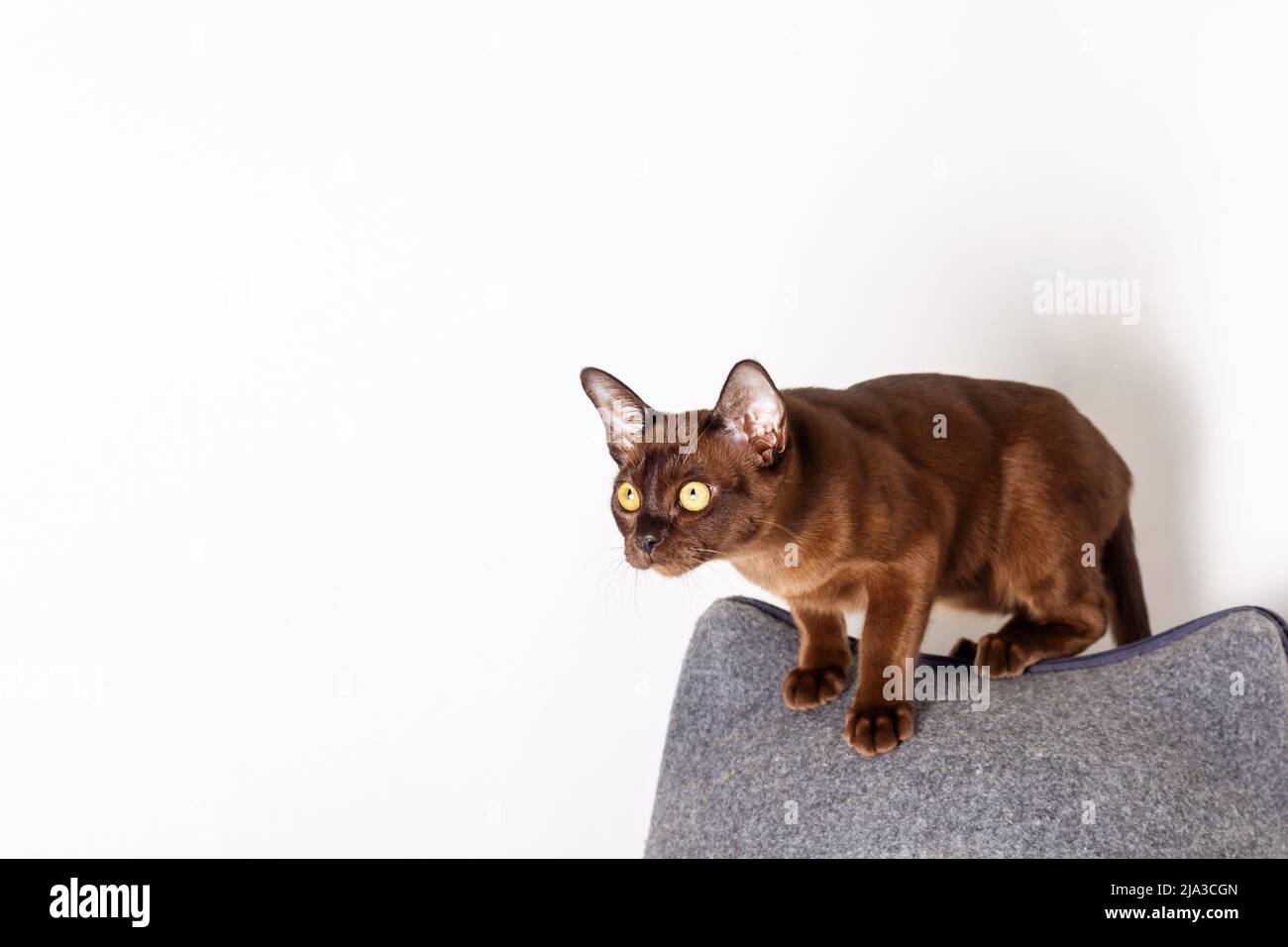 Couleur chocolat chaton birman prêt à sauter. Banque D'Images