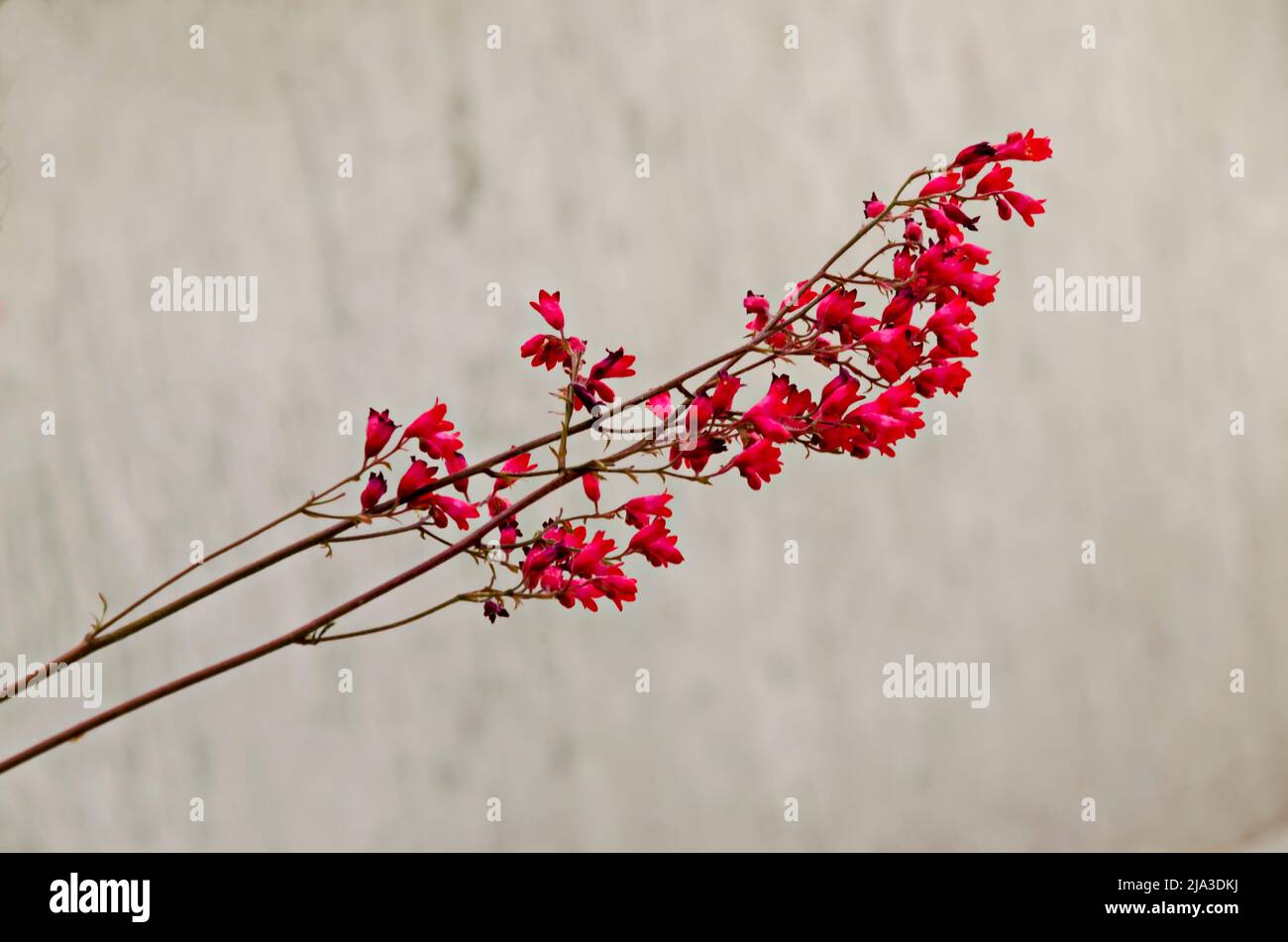 Branche florissante de Coral Bells ou Heuchera sanguinea, Sofia, Bulgarie Banque D'Images