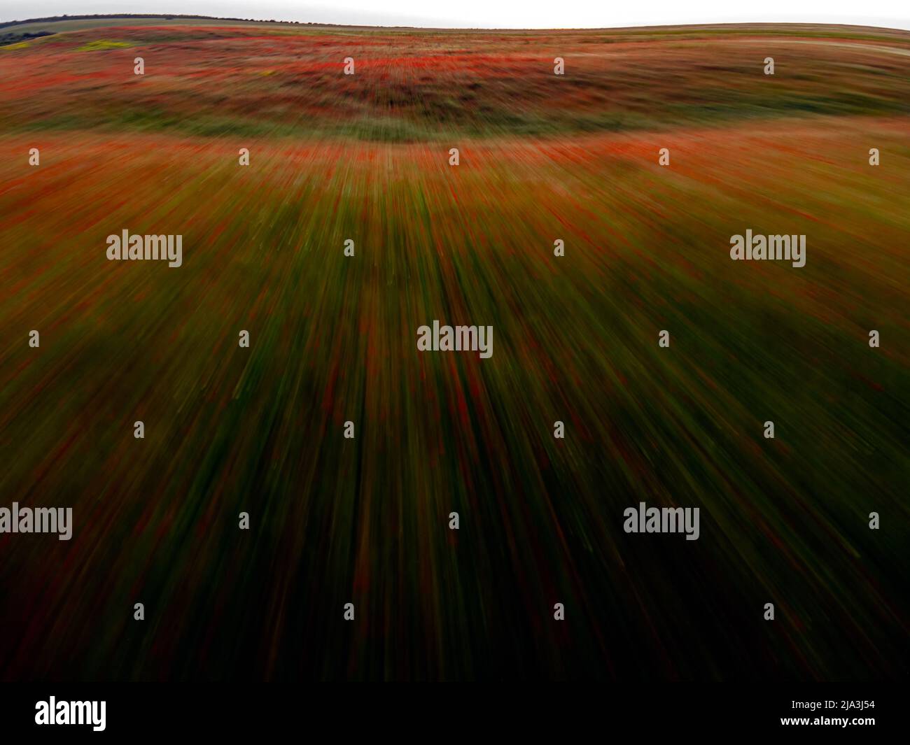 Vue abstraite d'un vol sur un immense champ de coquelicots rouges (Papaver rhoeas). Photo aérienne prise en 15th de mai 2022, sur un champ près de Timisoara, Timis Banque D'Images