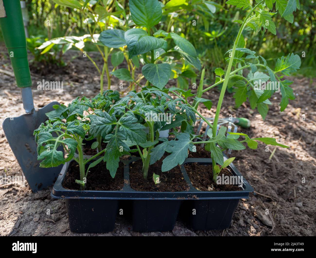 Semis de tomate en serre. Plantule de tomate. Banque D'Images