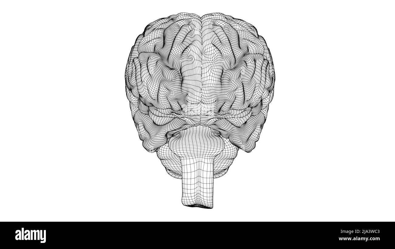 Cerveau filaire 3D Banque D'Images
