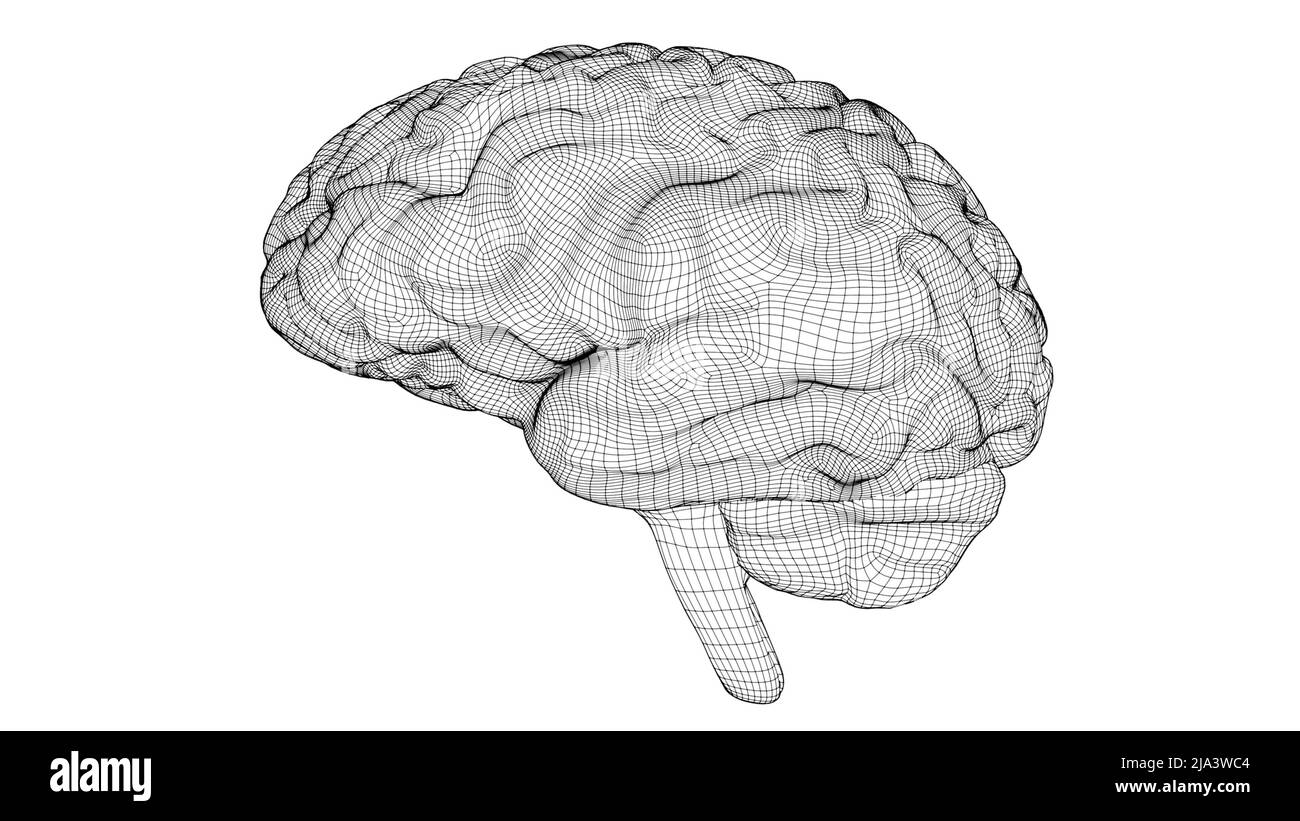 Cerveau filaire 3D Banque D'Images