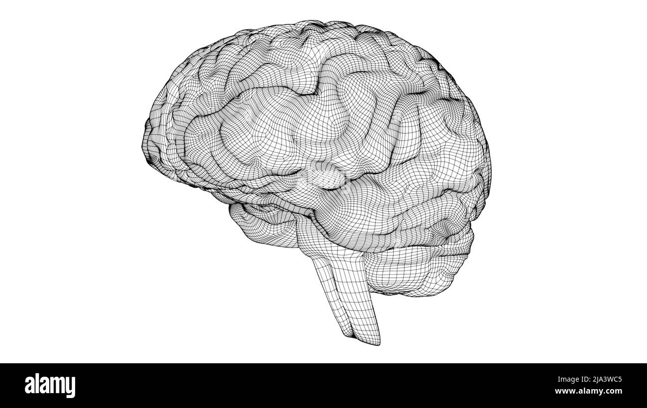 Cerveau filaire 3D Banque D'Images
