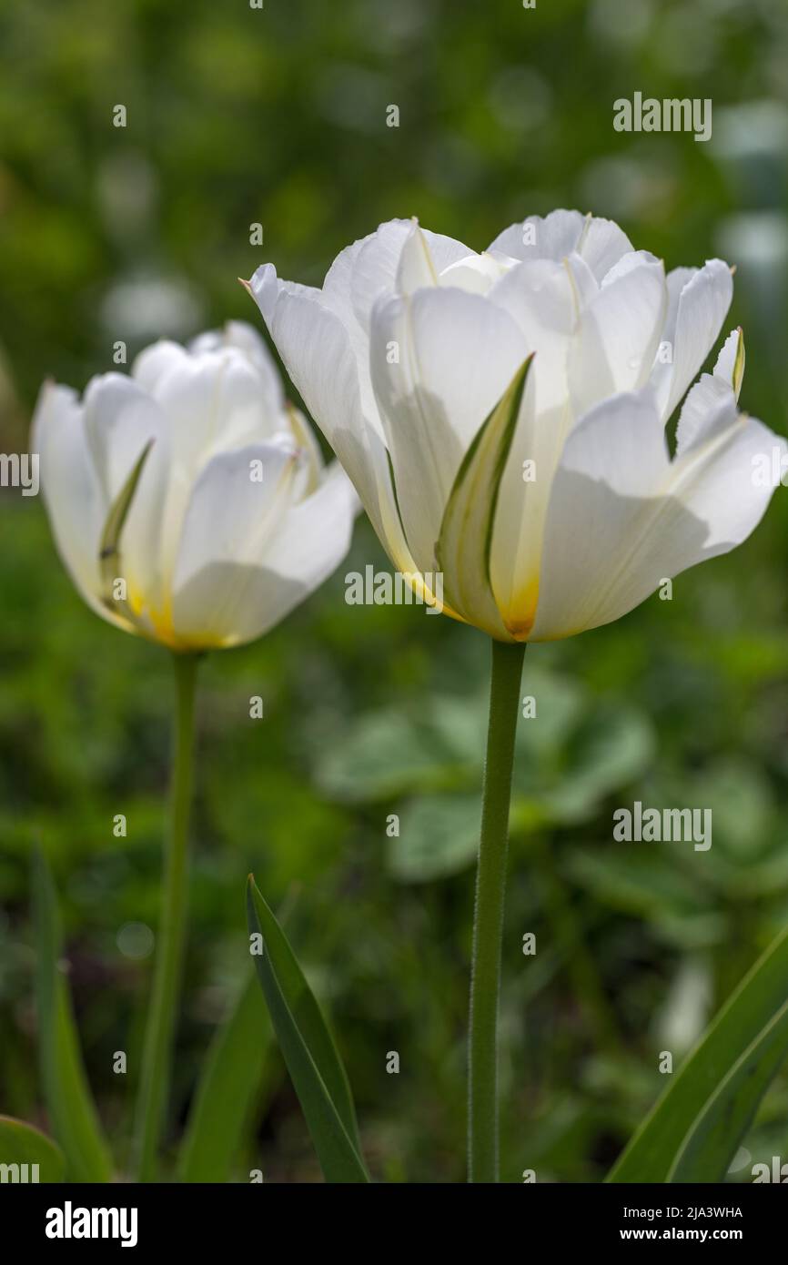 Semi-double, fleurs blanches parfumées avec des fleurs vertes, Tulip Exotic Emperor gros plan Banque D'Images