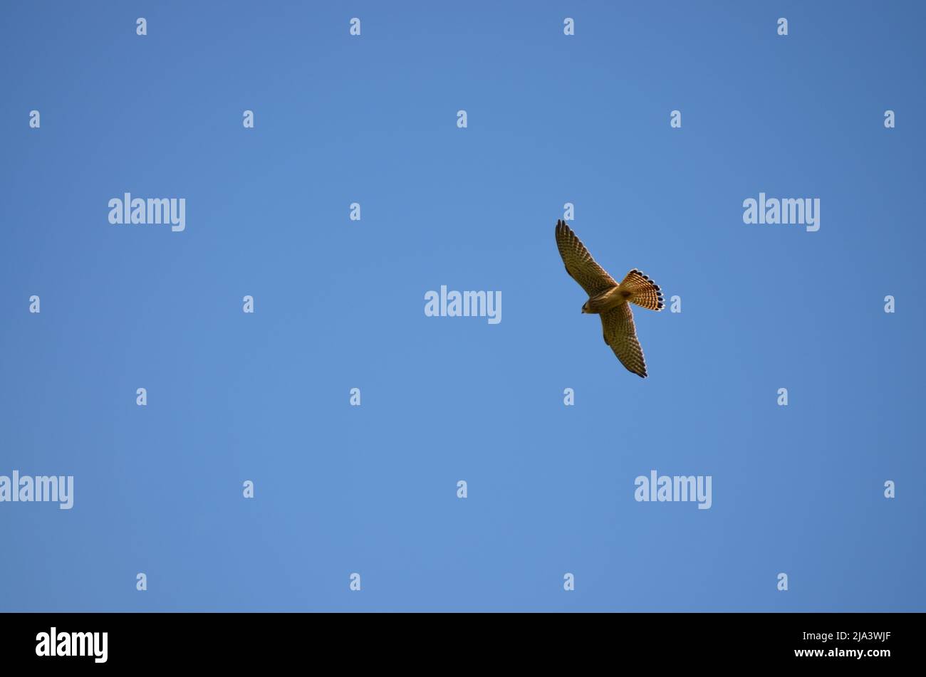 Falcon sur un ciel bleu Banque D'Images