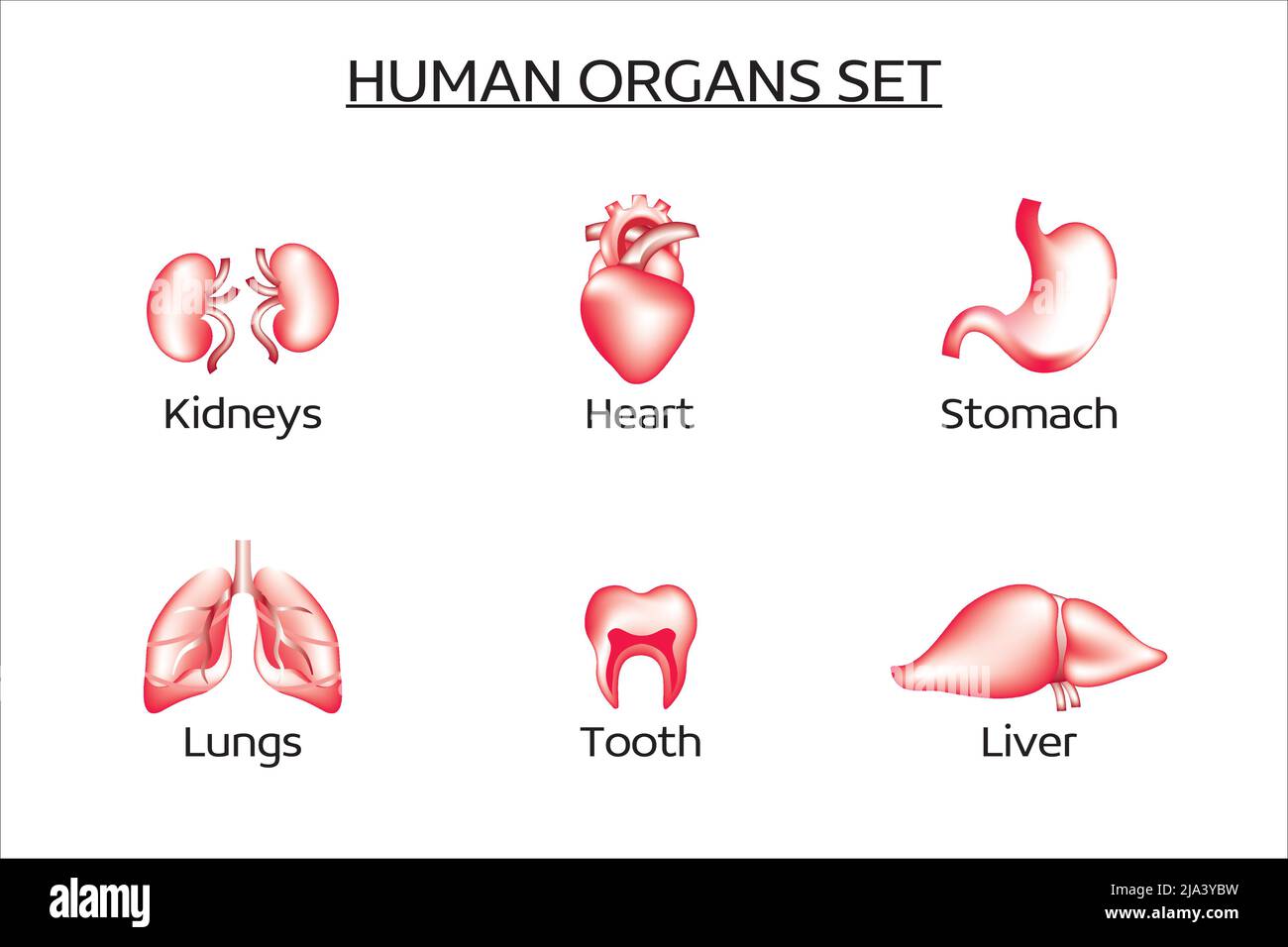 Ensemble d'organes humains vectoriels. L'ensemble contient le foie, les reins, les poumons, le cœur, l'estomac, dents. Médecine, organes internes. Collection d'icônes vectorielles 3D Illustration de Vecteur