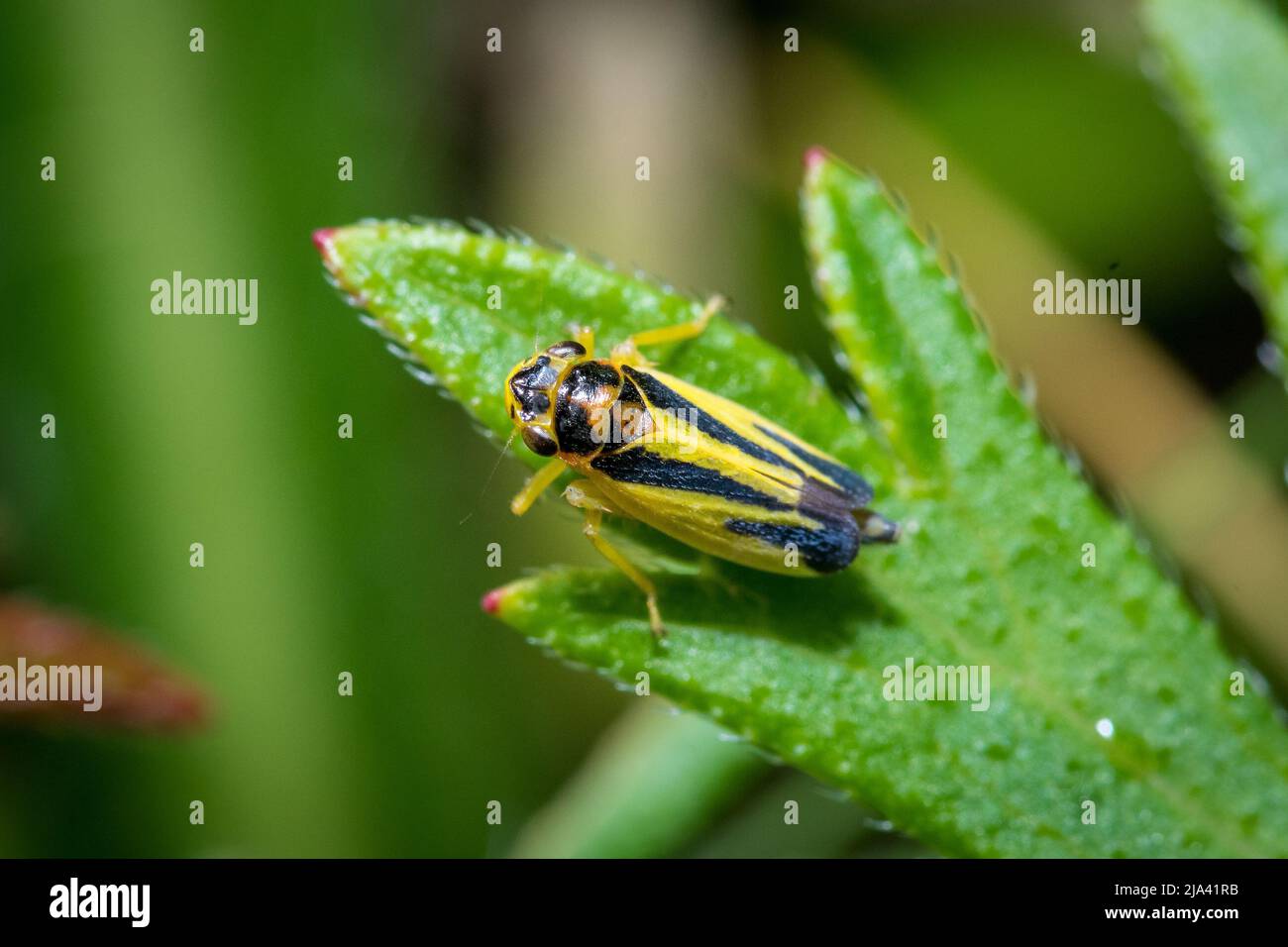 Une cicadelle jaune et noire (Evacanthus interruptus) reposant sur une feuille. Prise à Hawthorn Hive, comté de Durham Banque D'Images