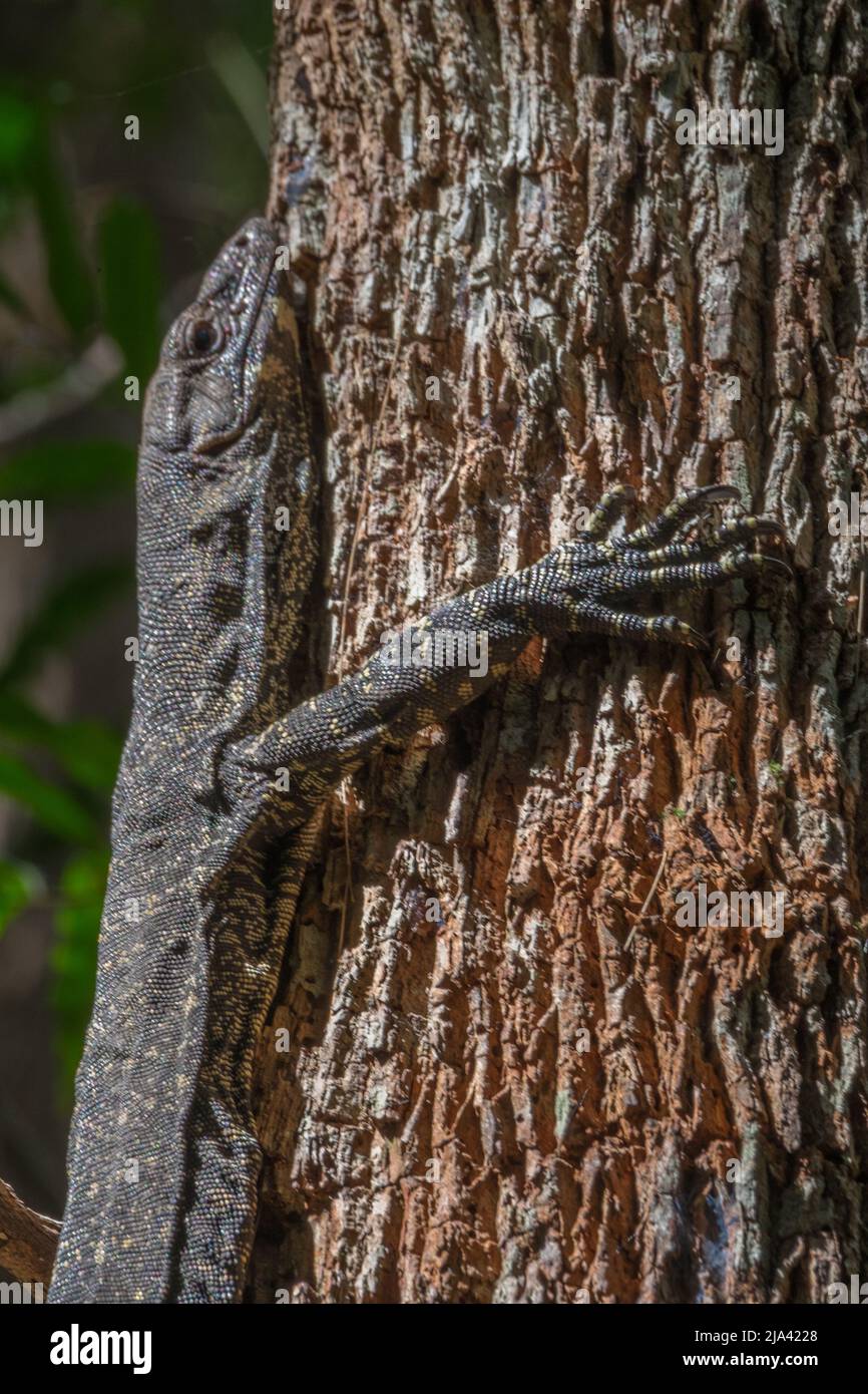 Goanna sur un tronc d'arbre Banque D'Images