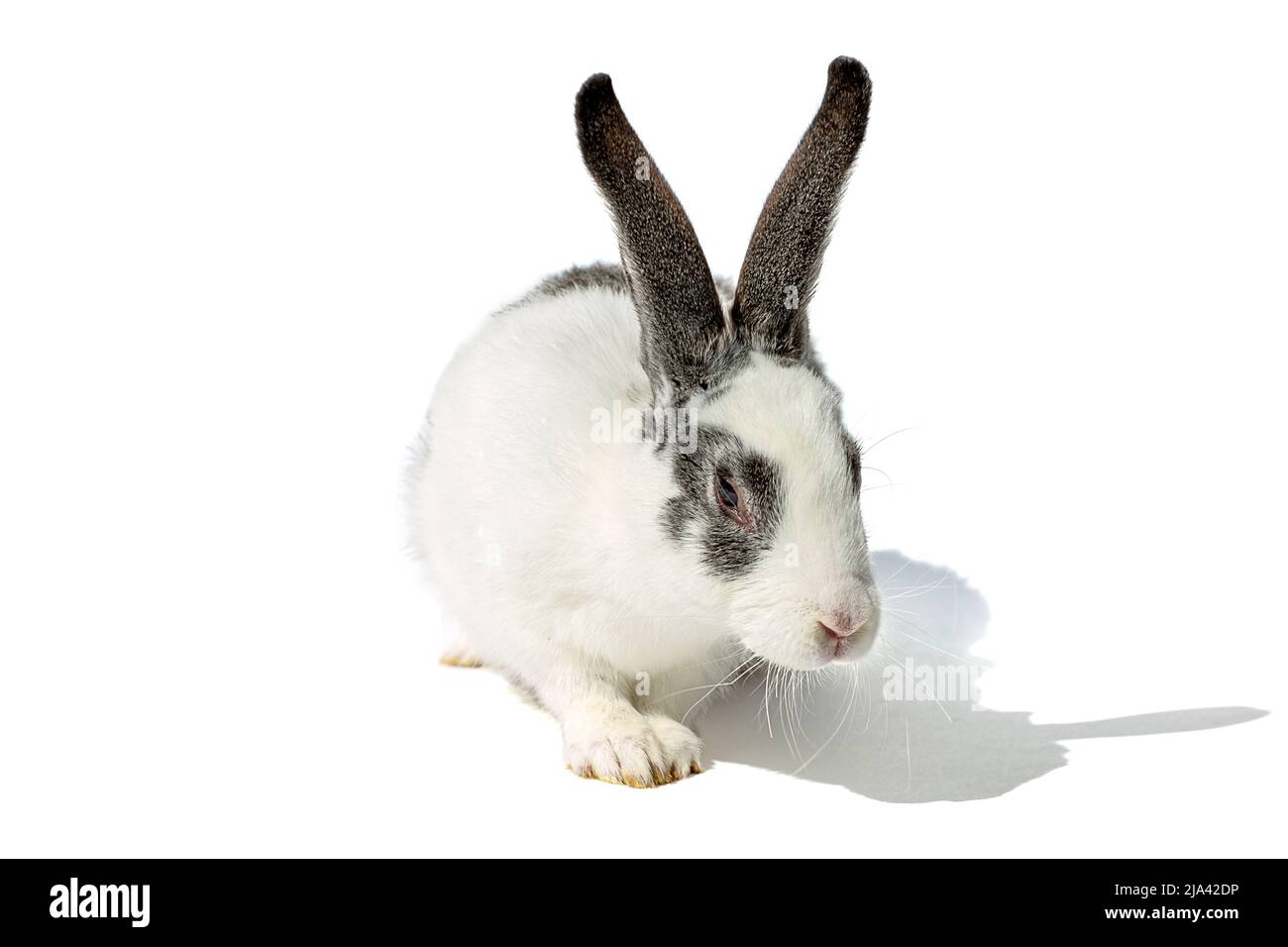 Lapin blanc avec oreilles grises en gros plan, isolé sur fond blanc Banque D'Images