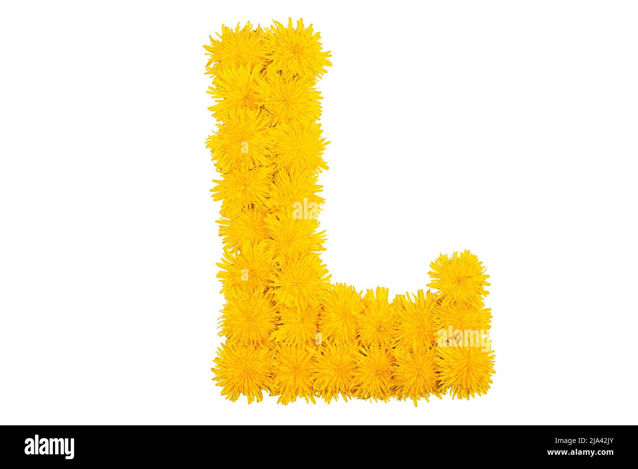 L'alphabet anglais des fleurs de pissenlit. Lettre L Banque D'Images